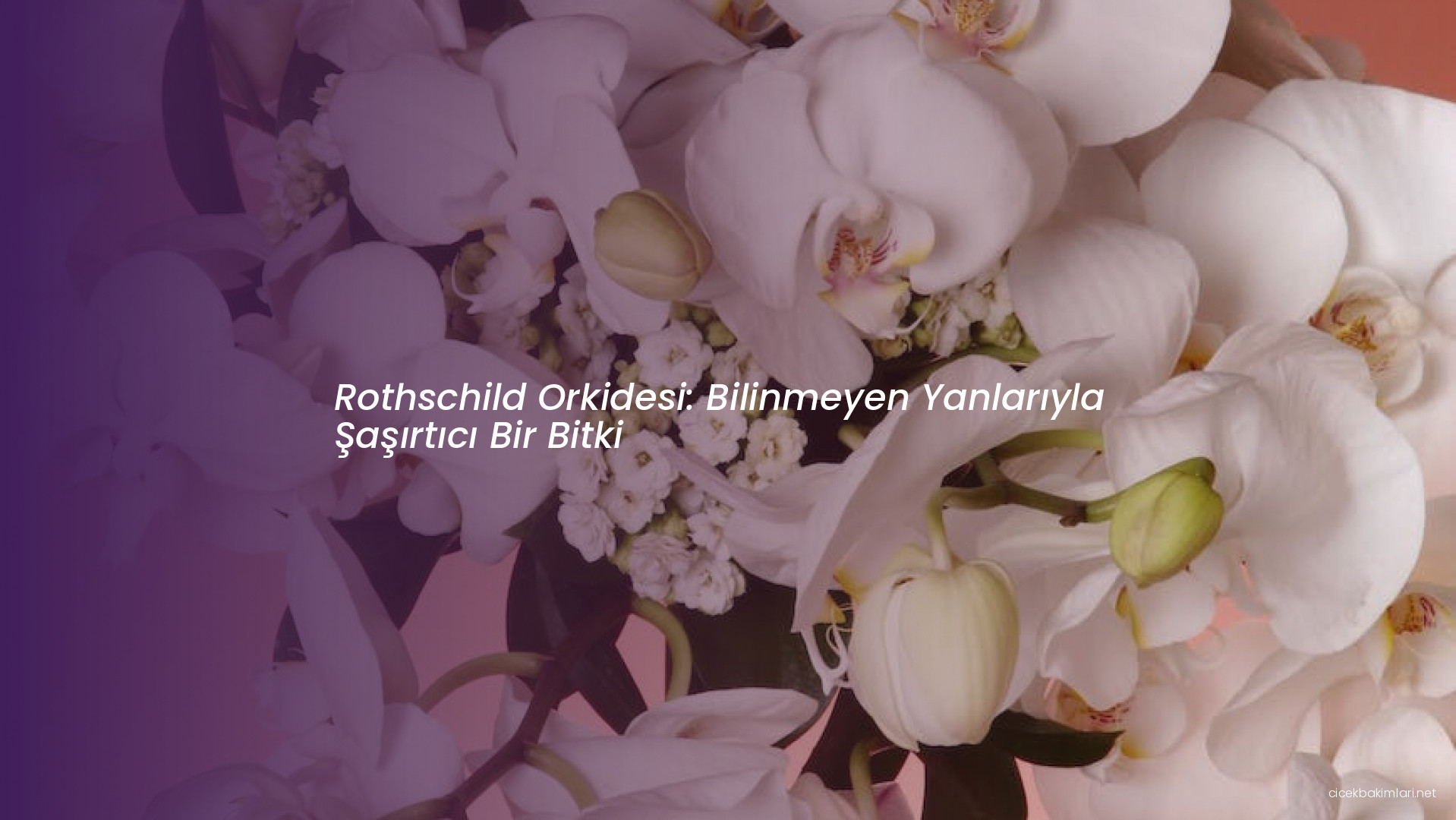 Rothschild Orkidesi: Bilinmeyen Yanlarıyla Şaşırtıcı Bir Bitki