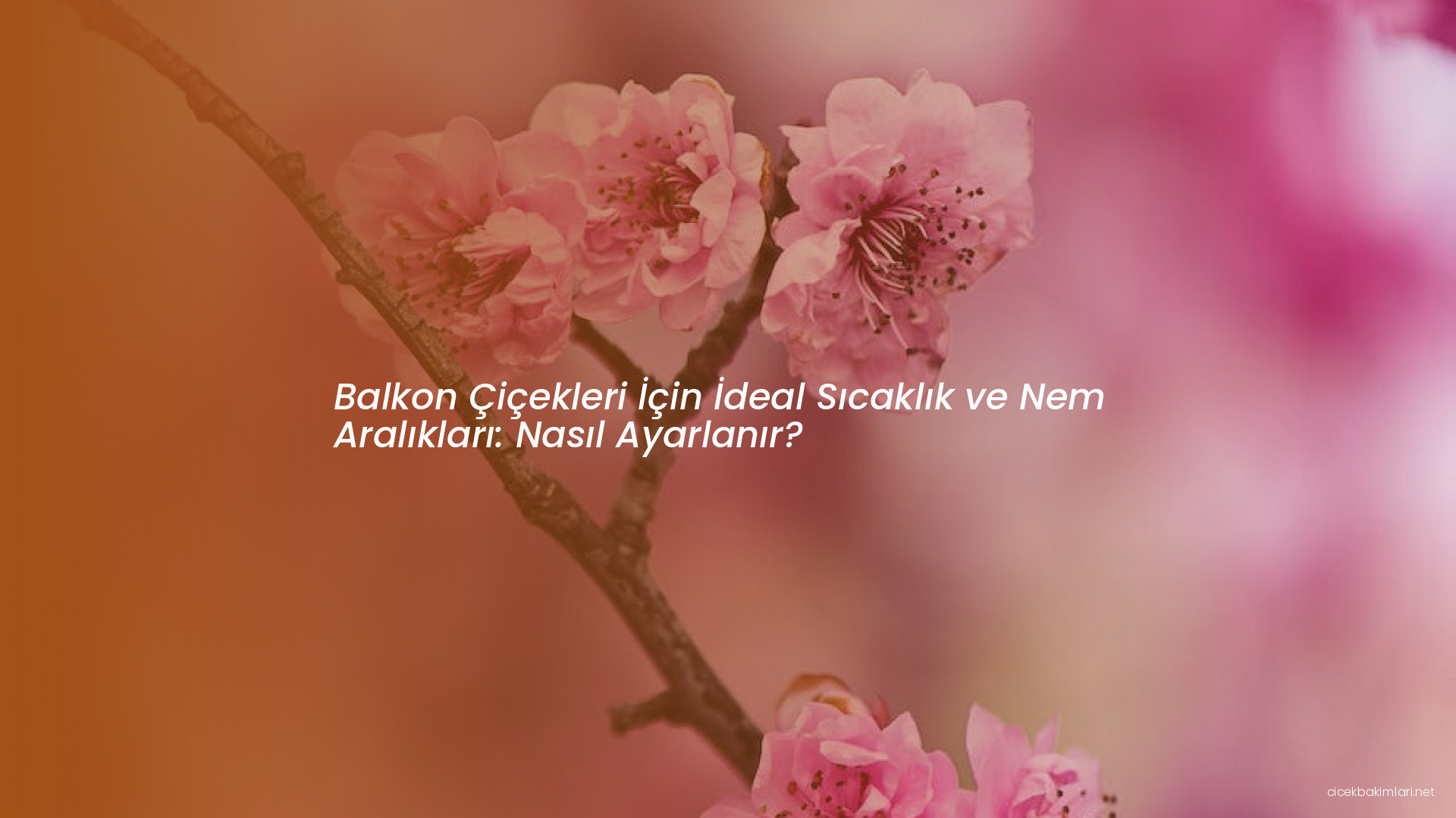 Balkon Çiçekleri İçin İdeal Sıcaklık ve Nem Aralıkları: Nasıl Ayarlanır?