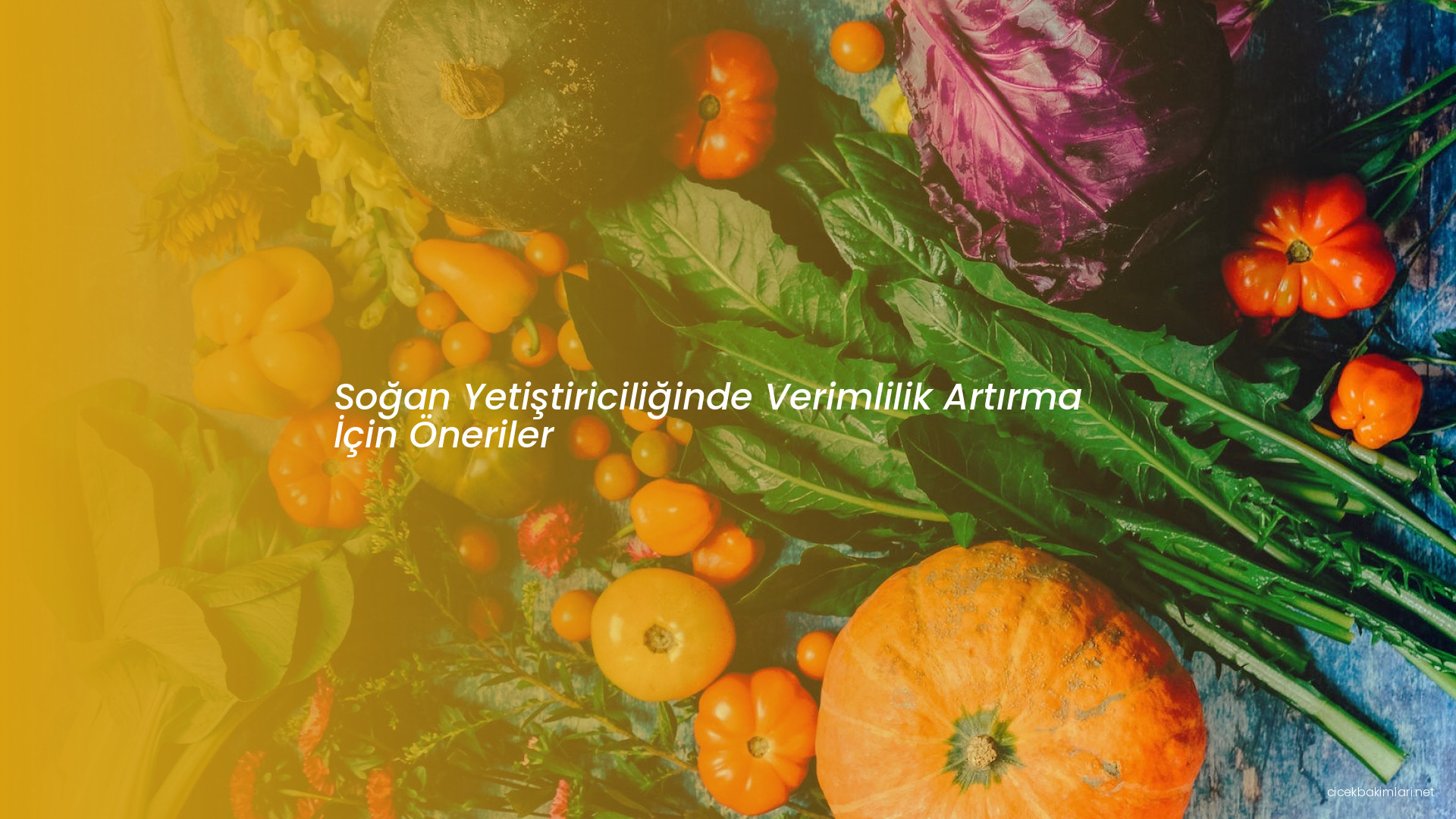 Soğan Yetiştiriciliğinde Verimlilik Artırma İçin Öneriler