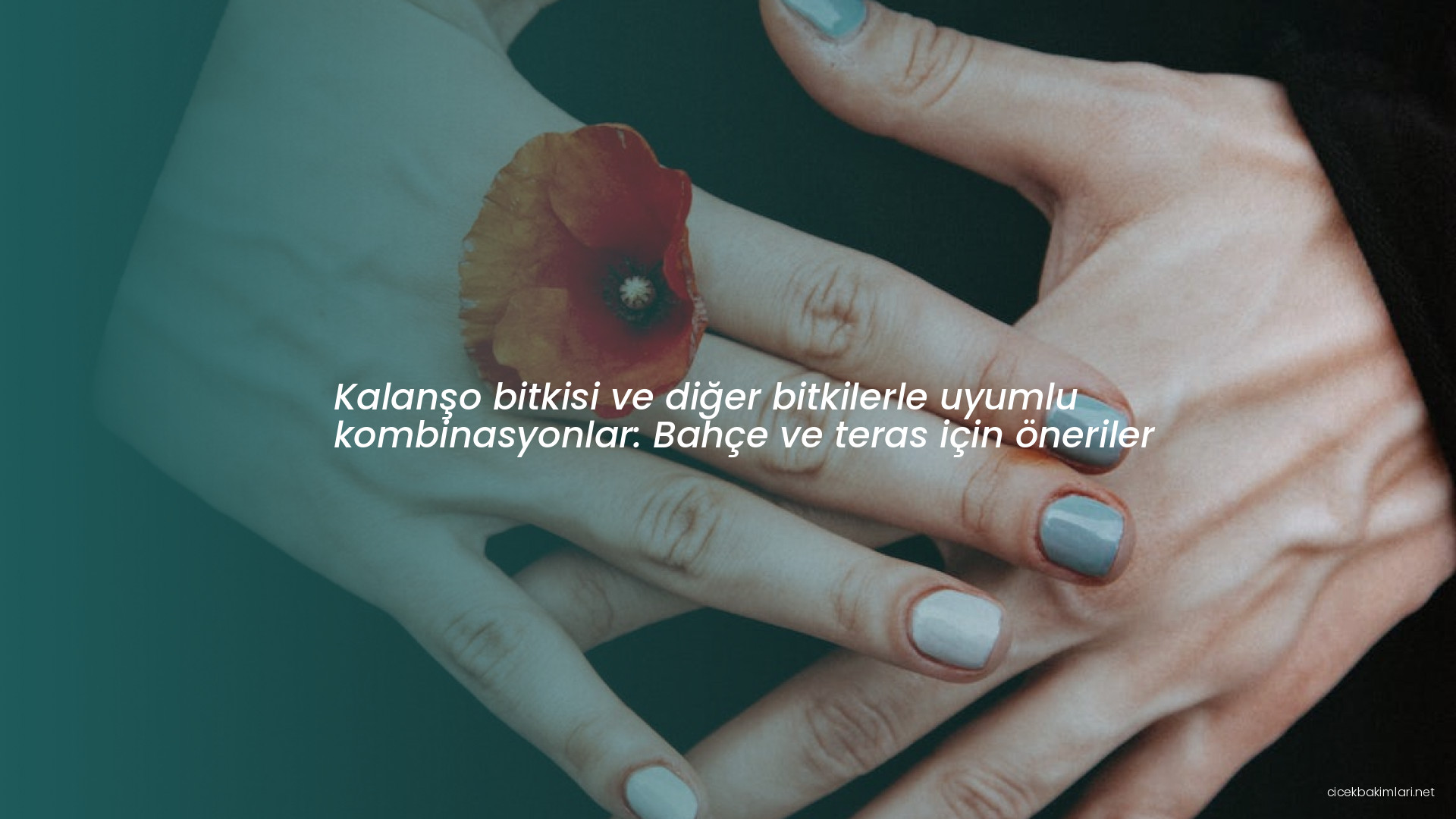 Kalanşo bitkisi ve diğer bitkilerle uyumlu kombinasyonlar: Bahçe ve teras için öneriler