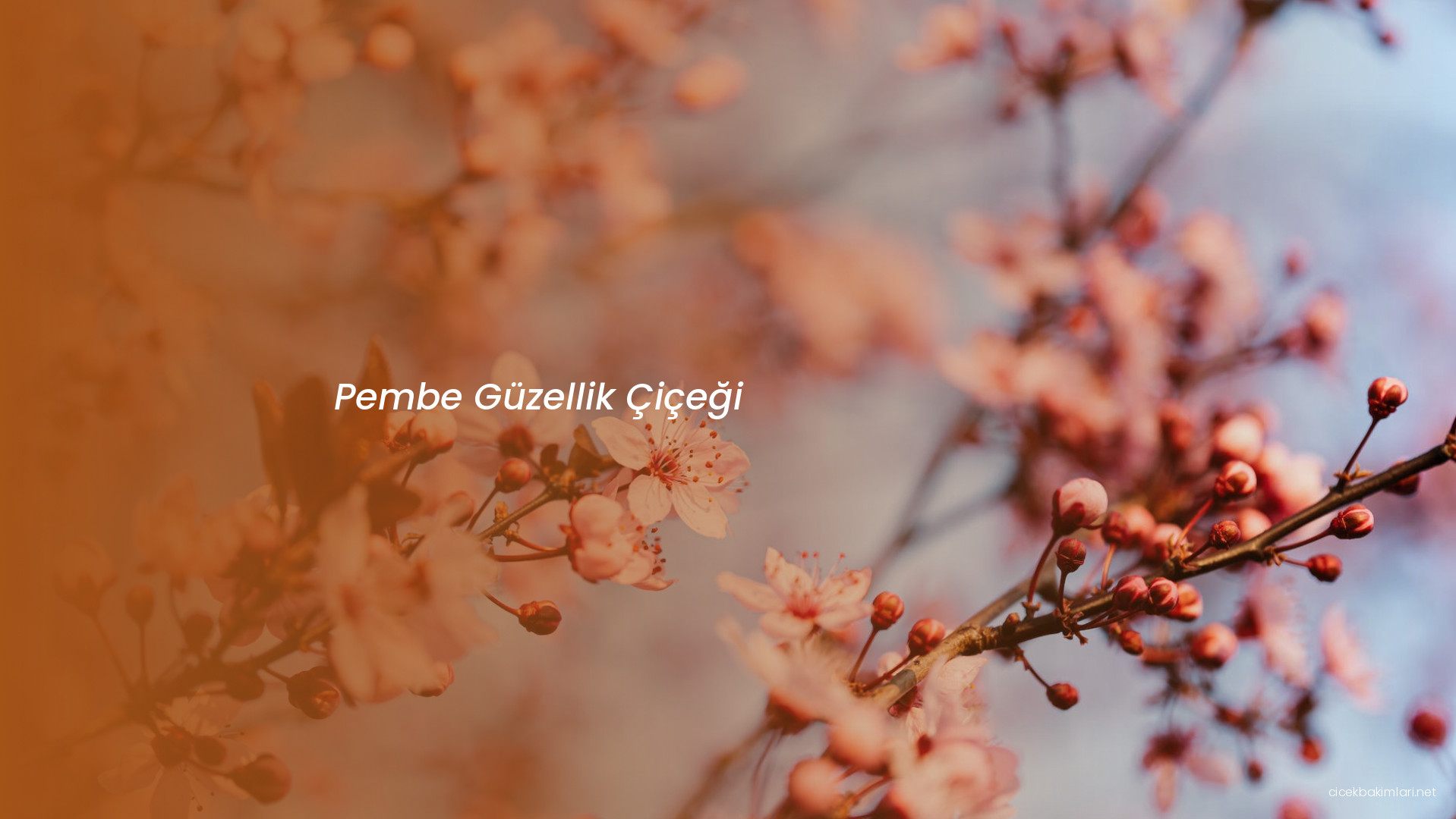 Pembe Güzellik Çiçeği