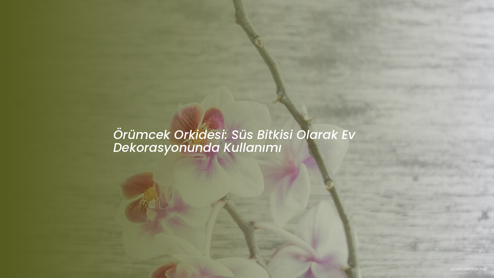 Örümcek Orkidesi: Süs Bitkisi Olarak Ev Dekorasyonunda Kullanımı