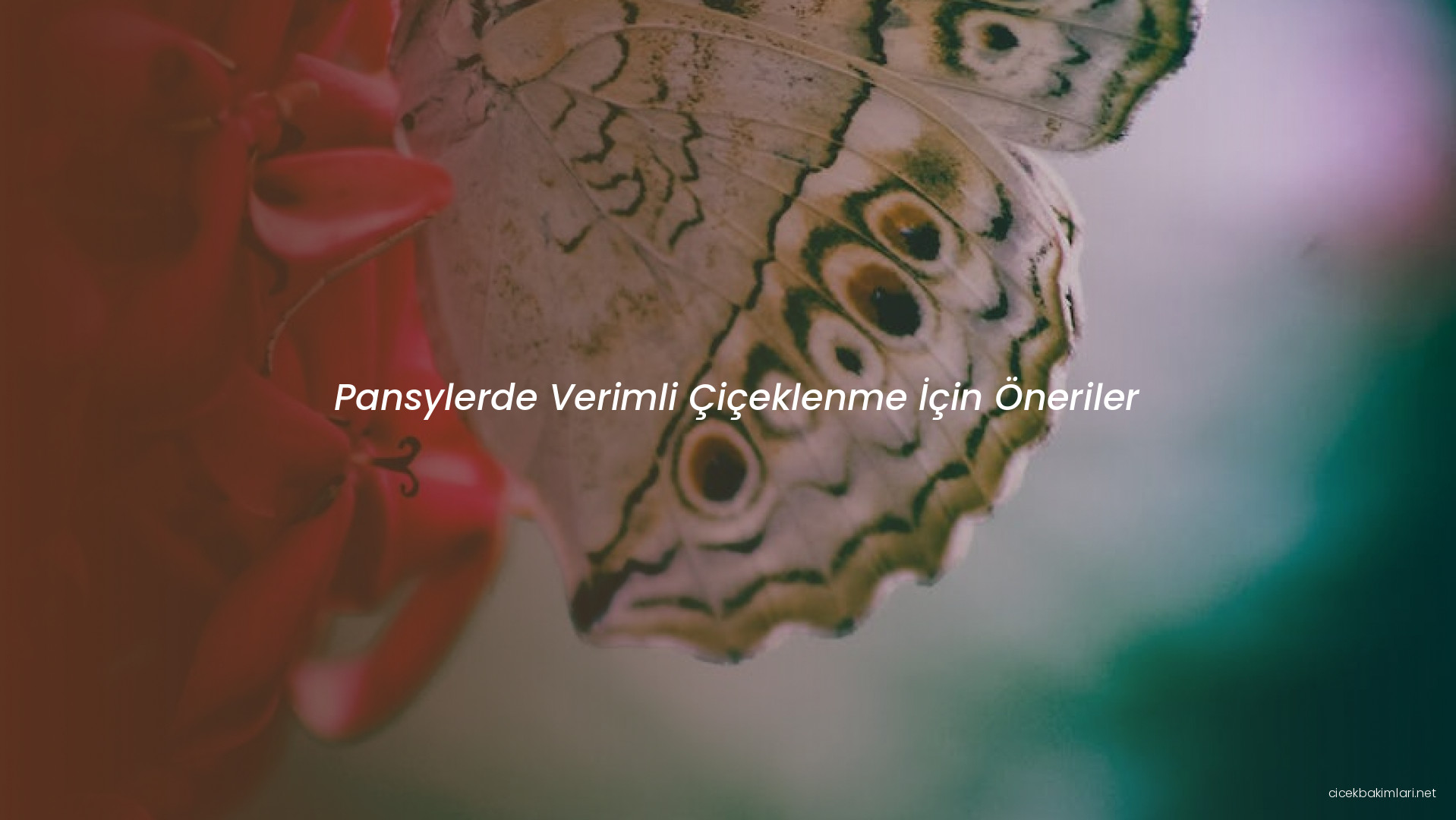 Pansylerde Verimli Çiçeklenme İçin Öneriler