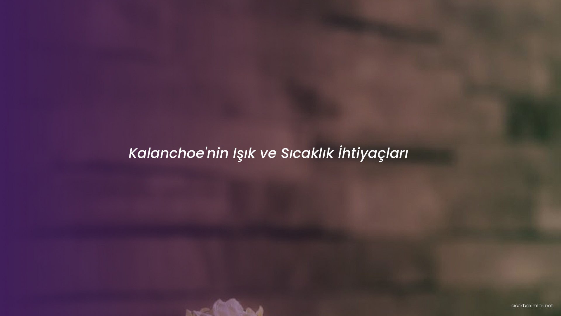 Kalanchoe'nin Işık ve Sıcaklık İhtiyaçları