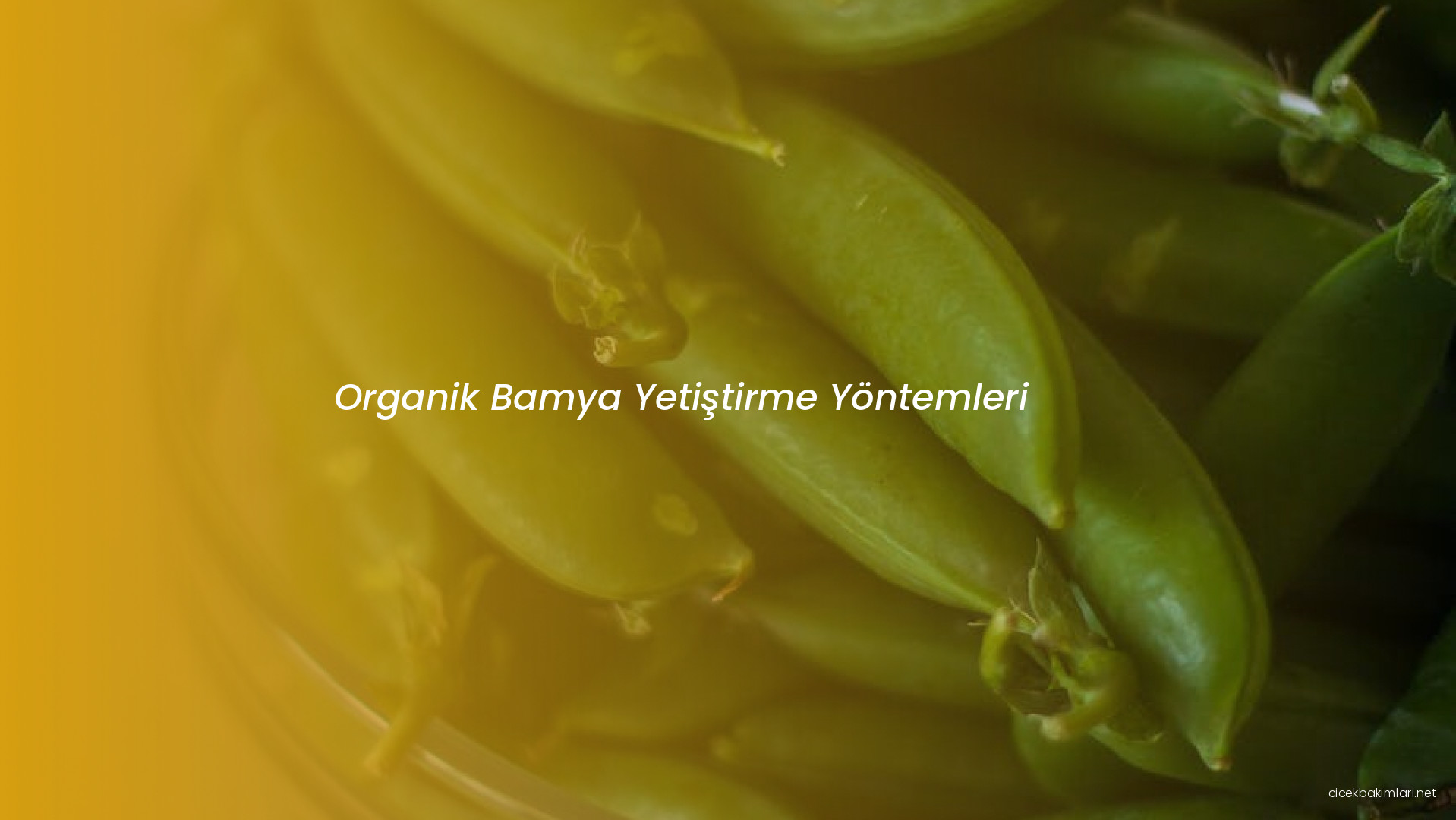 Organik Bamya Yetiştirme Yöntemleri