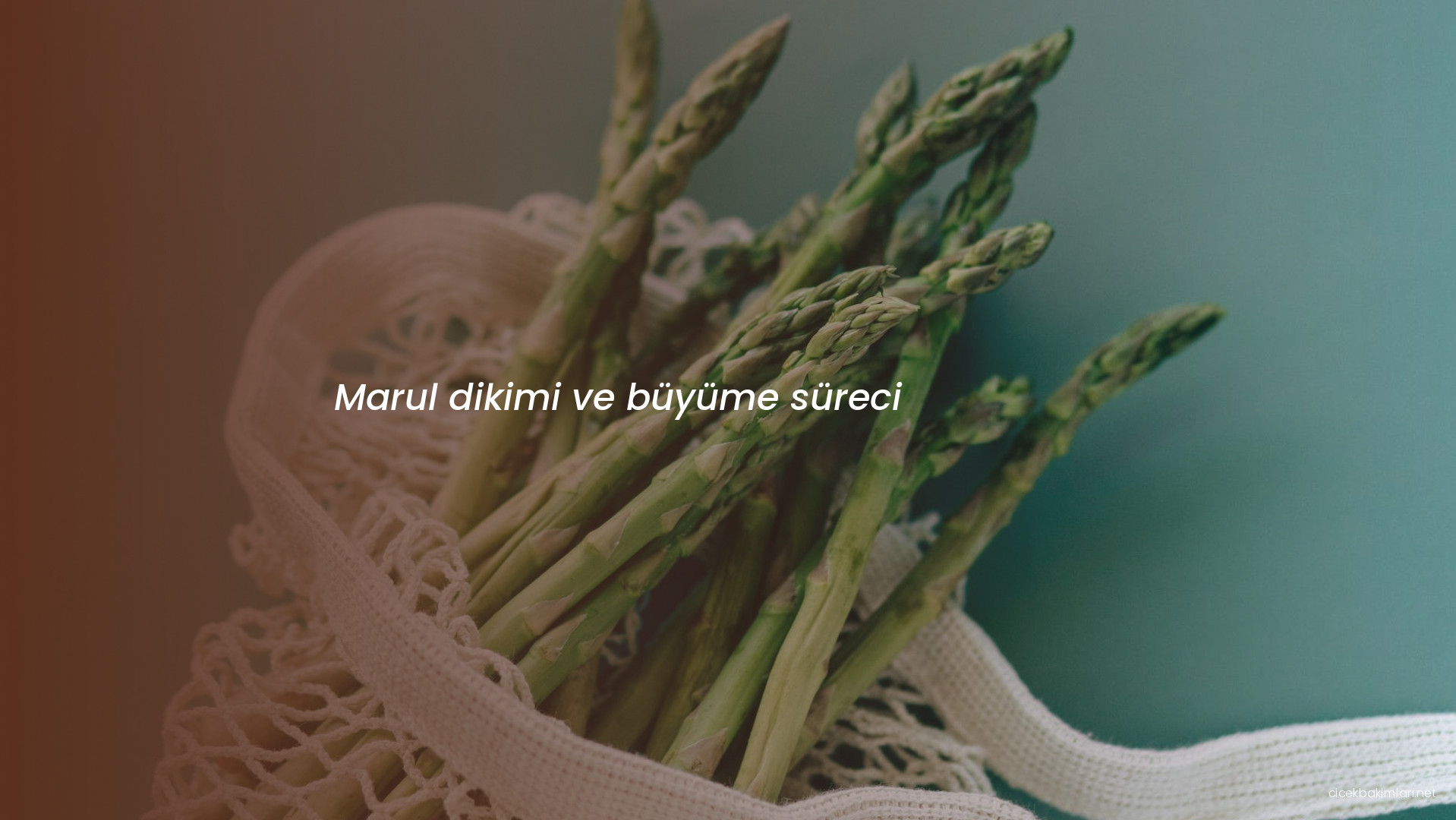 Marul dikimi ve büyüme süreci