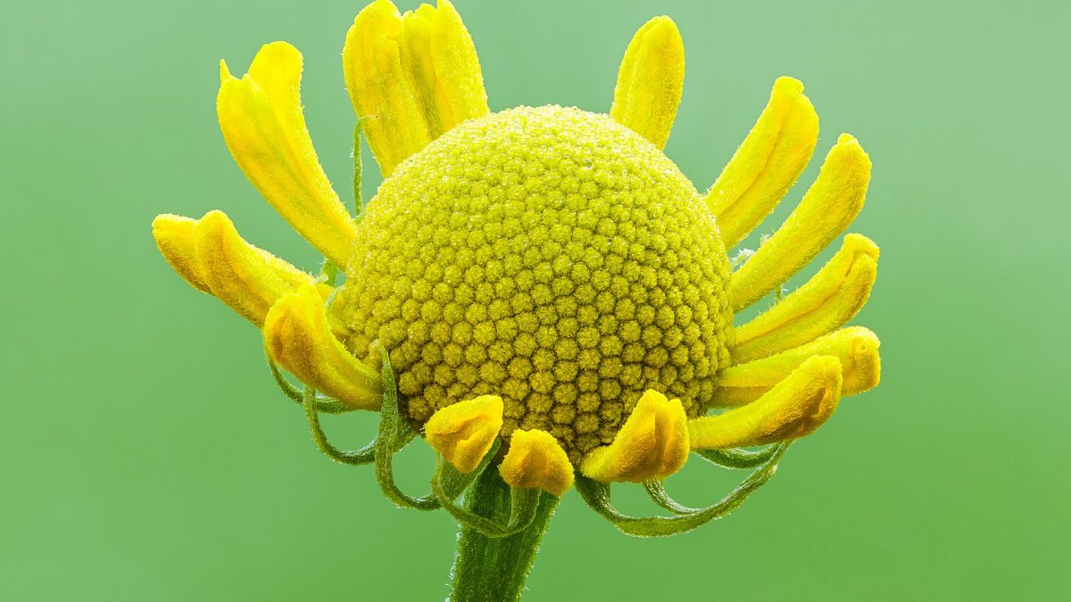 Helenium Saksı Bakımı: İç Mekanlarda Yetiştirme İpuçları
