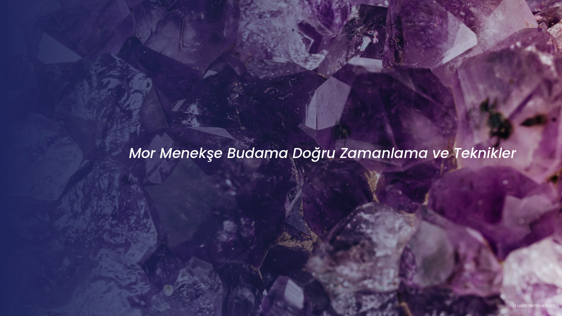 Mor Menekşe Budama Doğru Zamanlama ve Teknikler