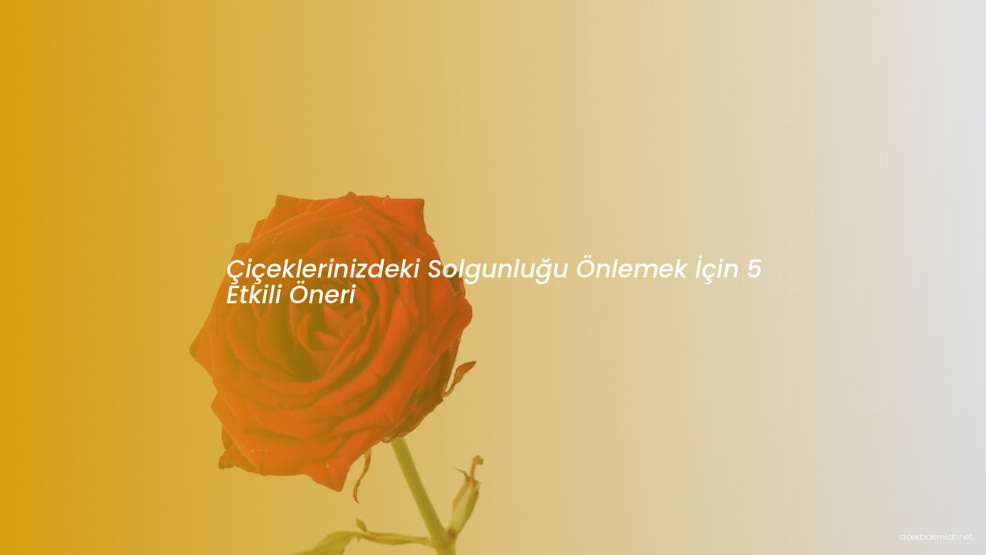 Çiçeklerinizdeki Solgunluğu Önlemek İçin 5 Etkili Öneri