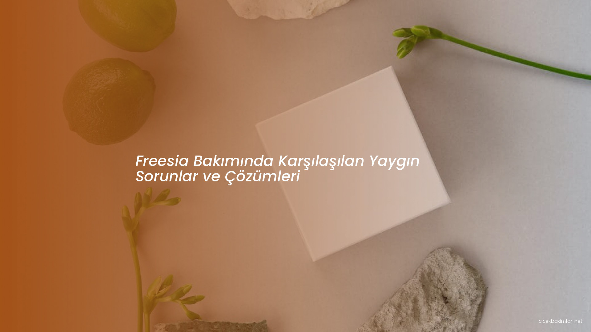 Freesia Bakımında Karşılaşılan Yaygın Sorunlar ve Çözümleri