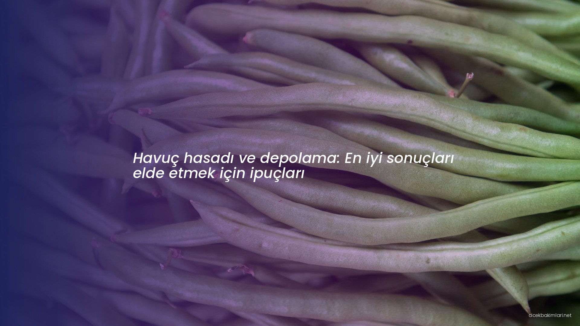 Havuç hasadı ve depolama: En iyi sonuçları elde etmek için ipuçları