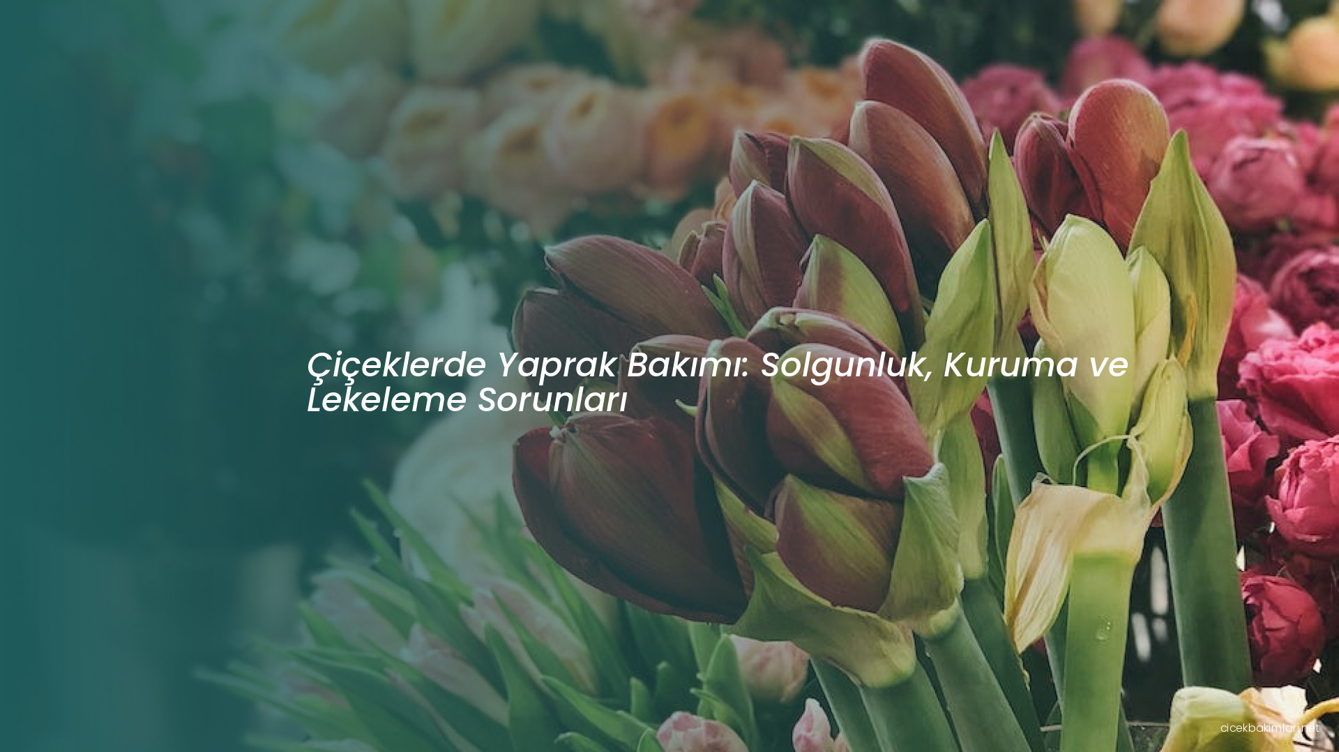 Çiçeklerde Yaprak Bakımı: Solgunluk, Kuruma ve Lekeleme Sorunları