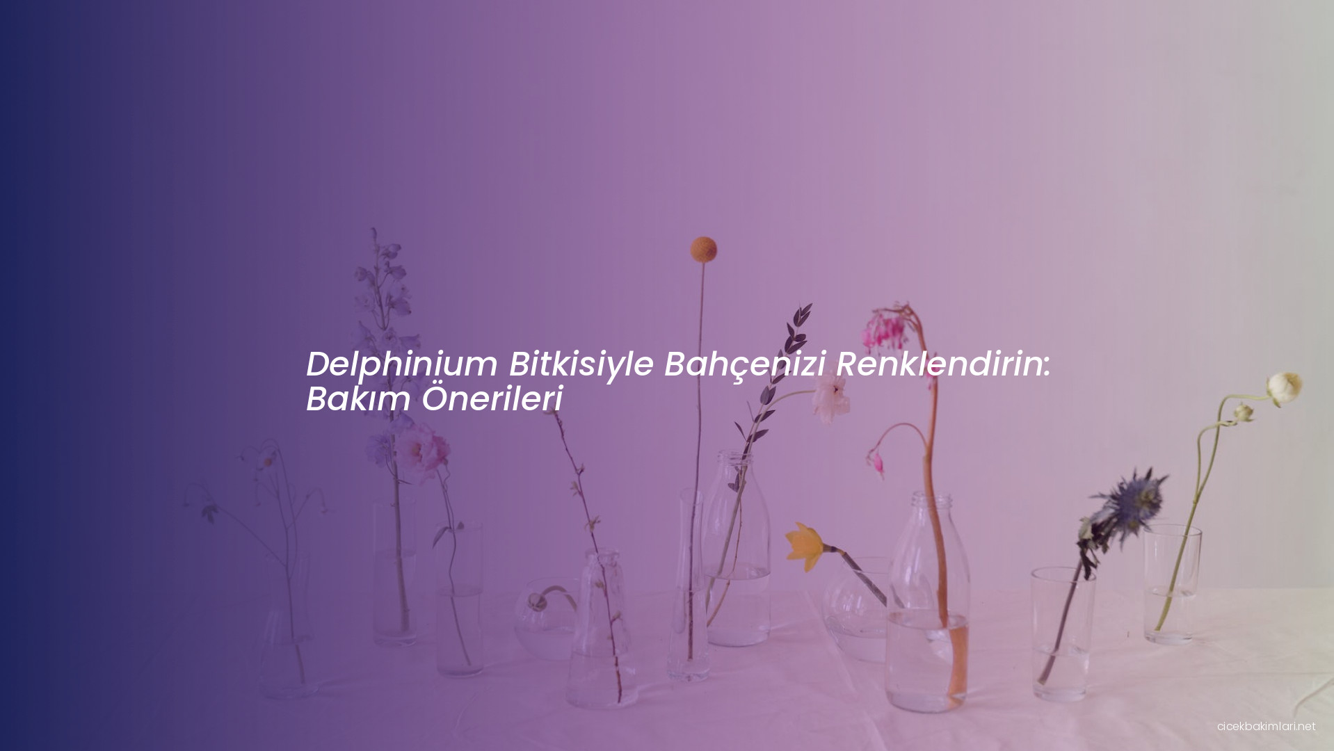 Delphinium Bitkisiyle Bahçenizi Renklendirin: Bakım Önerileri
