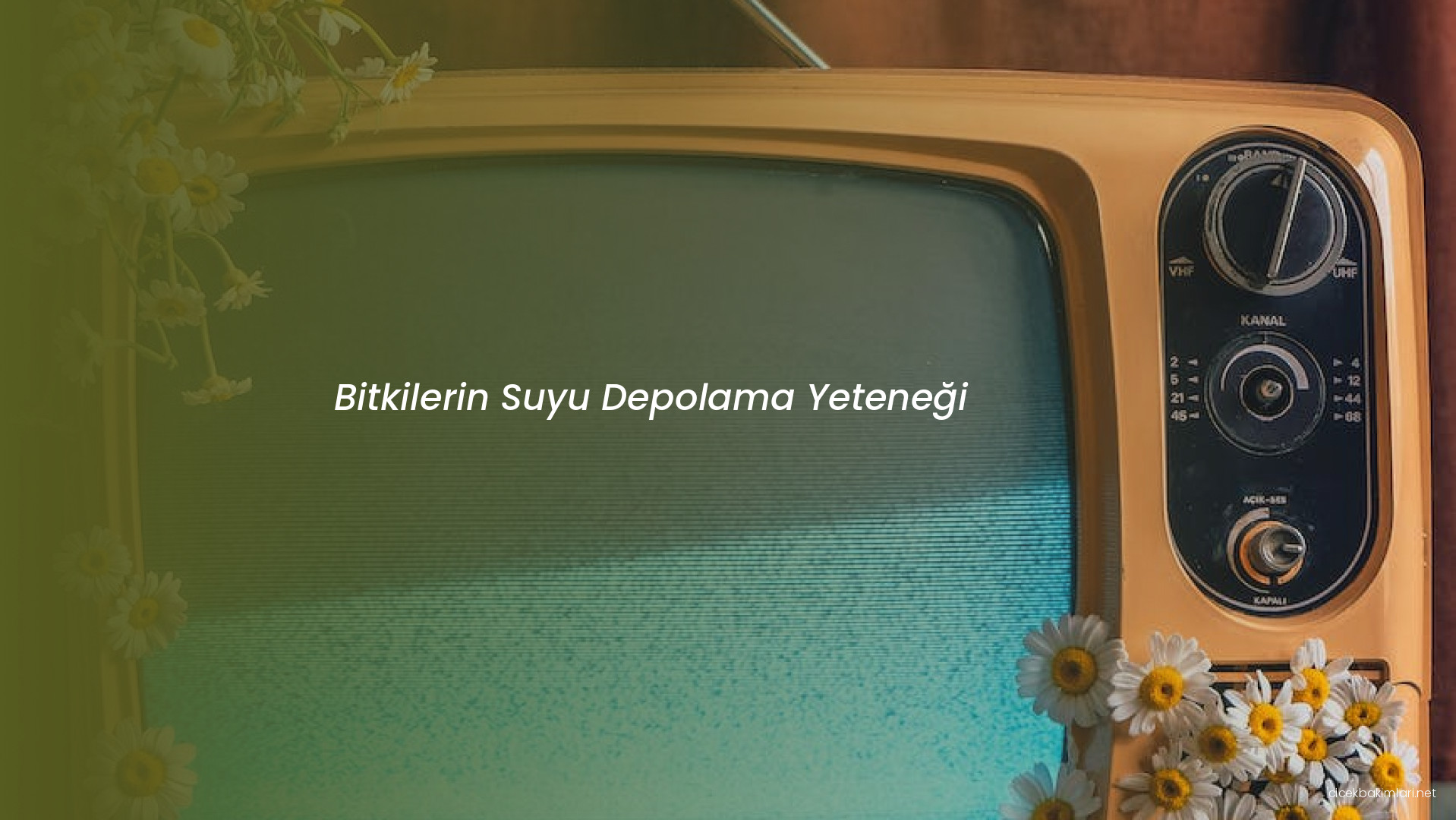 Bitkilerin Suyu Depolama Yeteneği