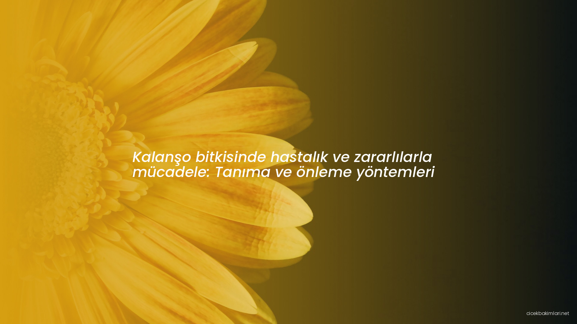 Kalanşo bitkisinde hastalık ve zararlılarla mücadele: Tanıma ve önleme yöntemleri