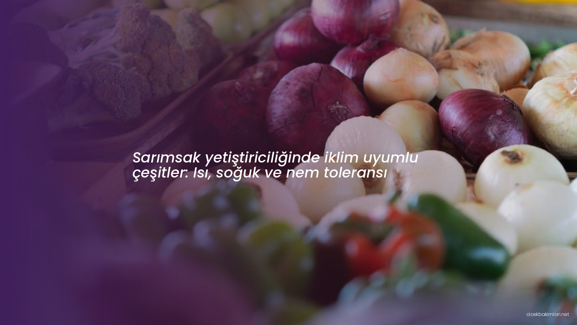 Sarımsak yetiştiriciliğinde iklim uyumlu çeşitler: Isı, soğuk ve nem toleransı