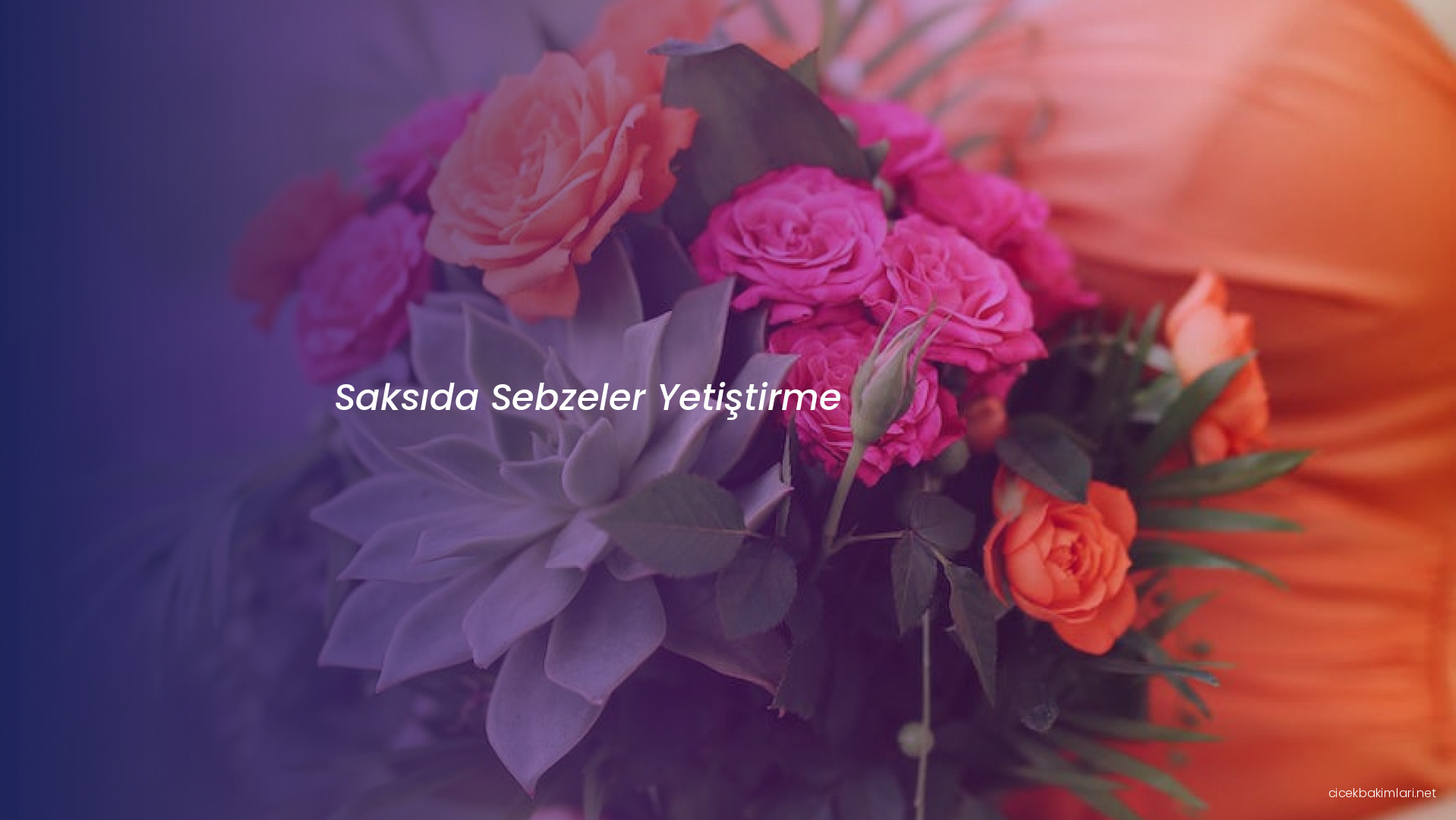 Saksıda Sebzeler Yetiştirme