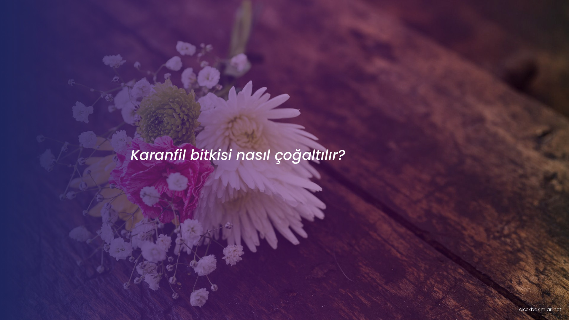 Karanfil bitkisi nasıl çoğaltılır?
