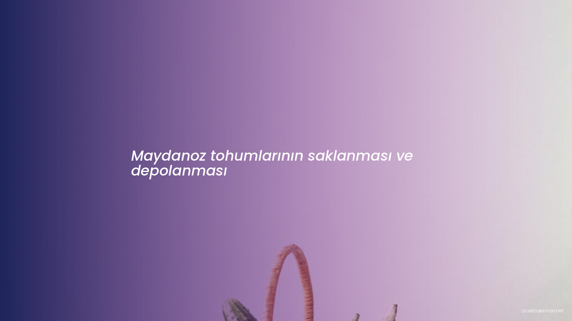 Maydanoz tohumlarının saklanması ve depolanması
