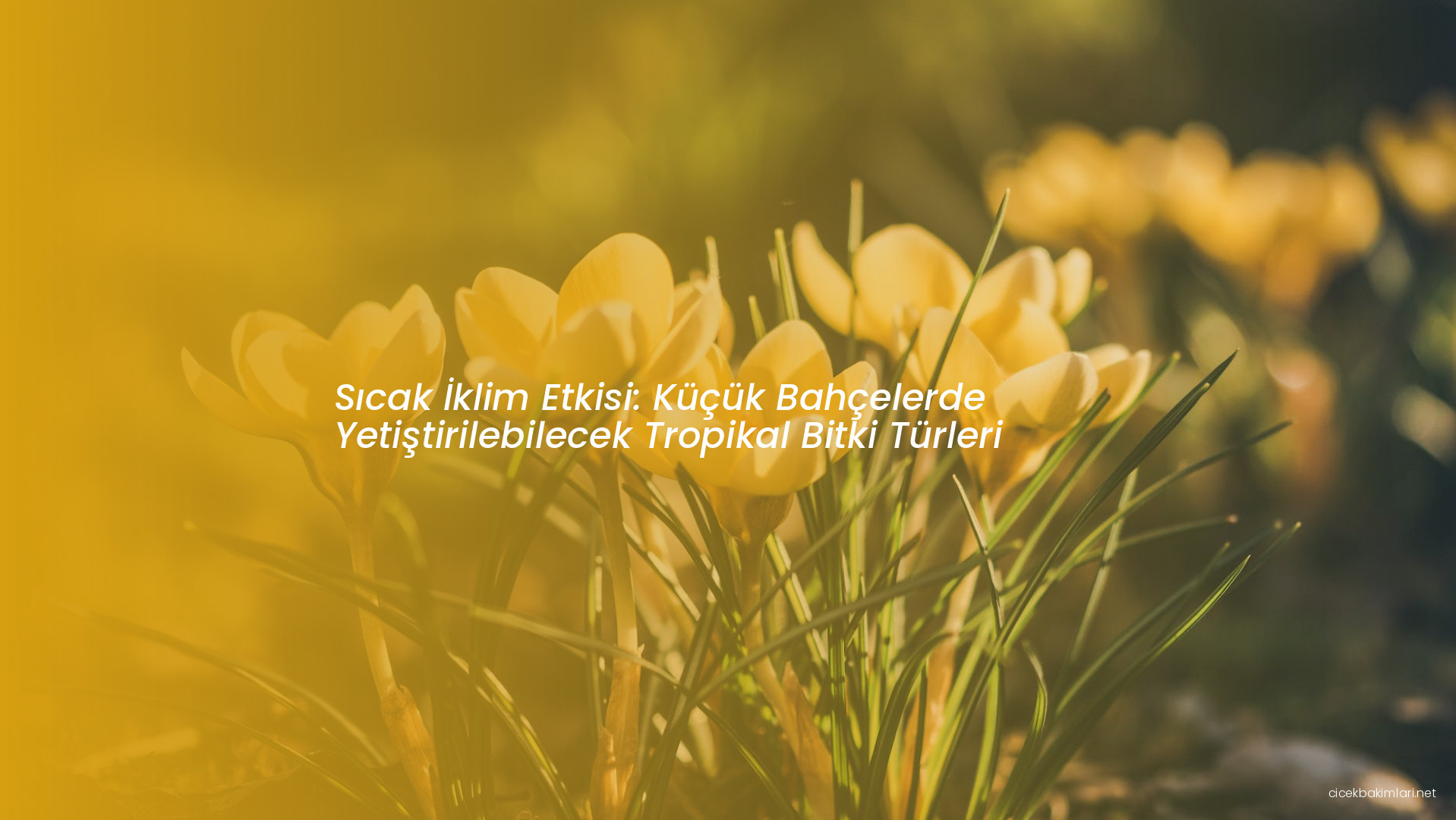 Sıcak İklim Etkisi: Küçük Bahçelerde Yetiştirilebilecek Tropikal Bitki Türleri