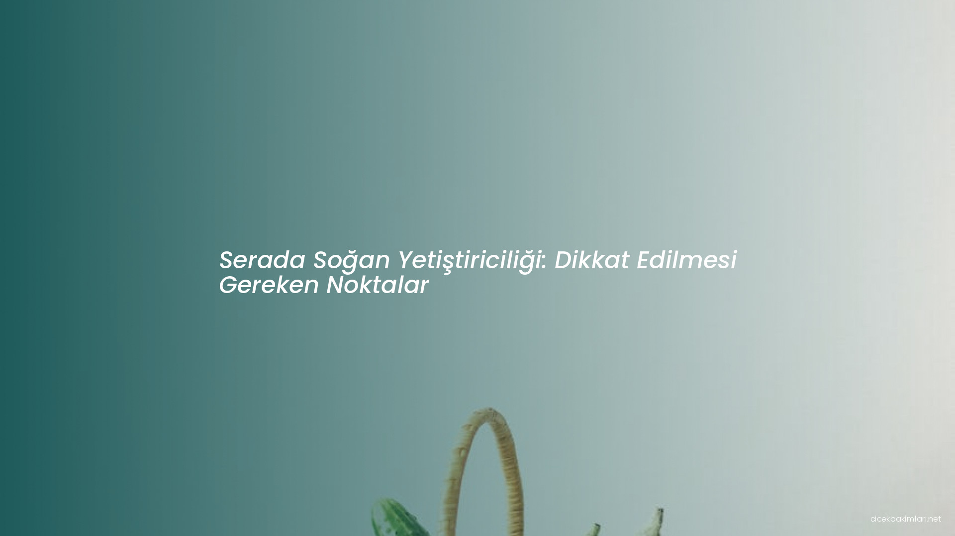 Serada Soğan Yetiştiriciliği: Dikkat Edilmesi Gereken Noktalar