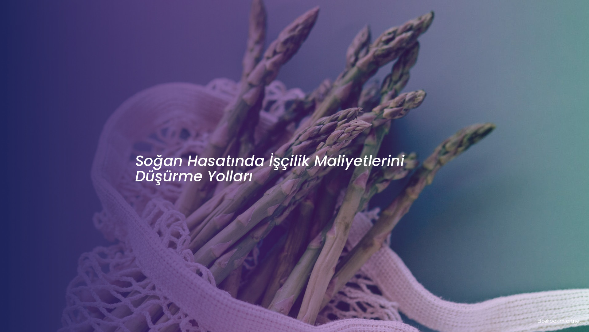 Soğan Hasatında İşçilik Maliyetlerini Düşürme Yolları