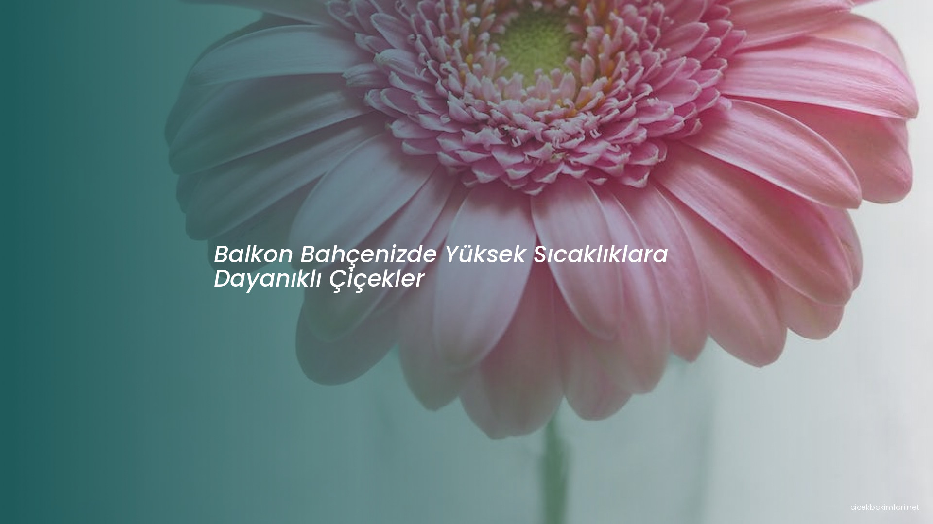 Balkon Bahçenizde Yüksek Sıcaklıklara Dayanıklı Çiçekler