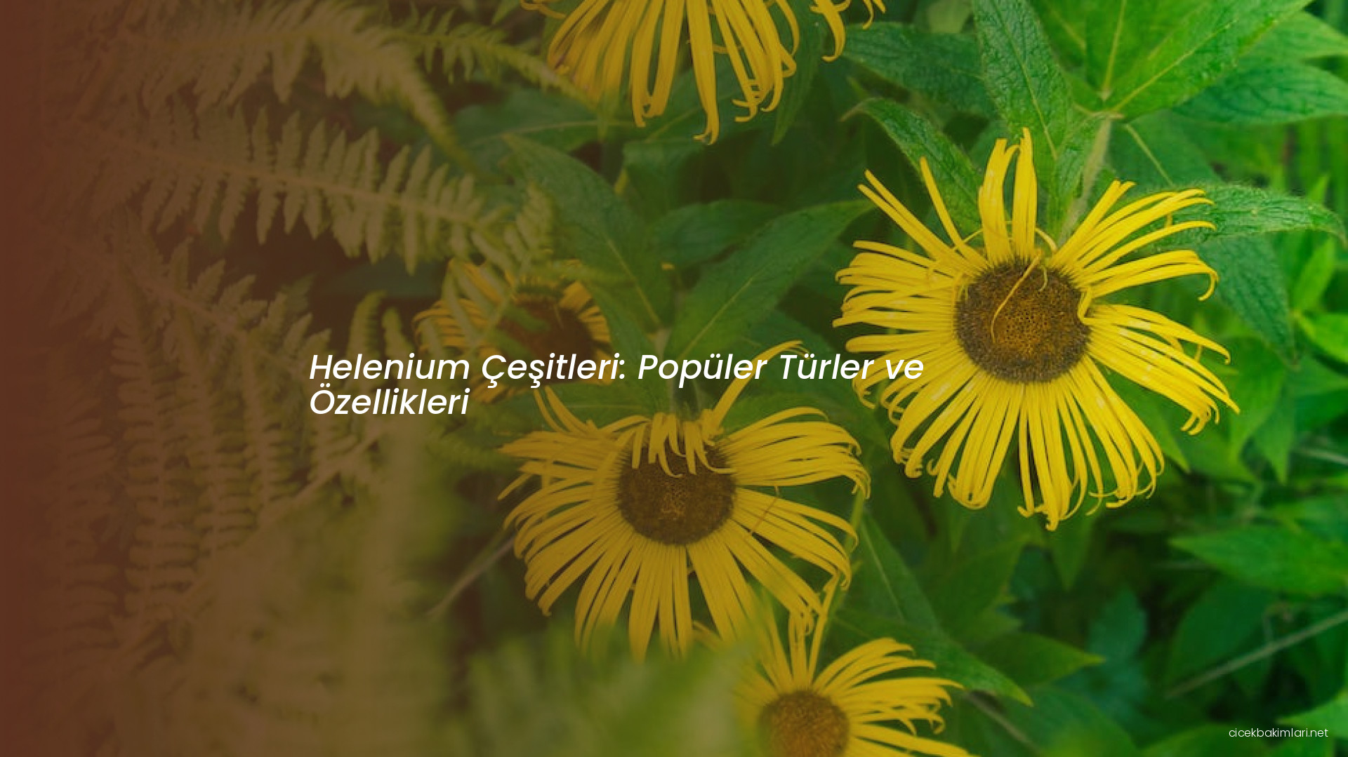 Helenium Çeşitleri: Popüler Türler ve Özellikleri