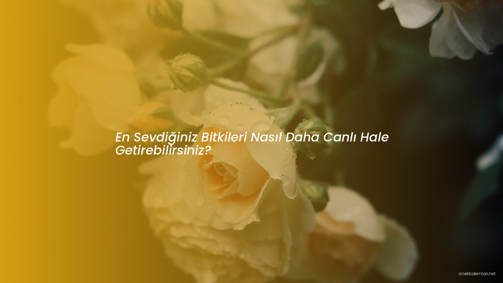 En Sevdiğiniz Bitkileri Nasıl Daha Canlı Hale Getirebilirsiniz?