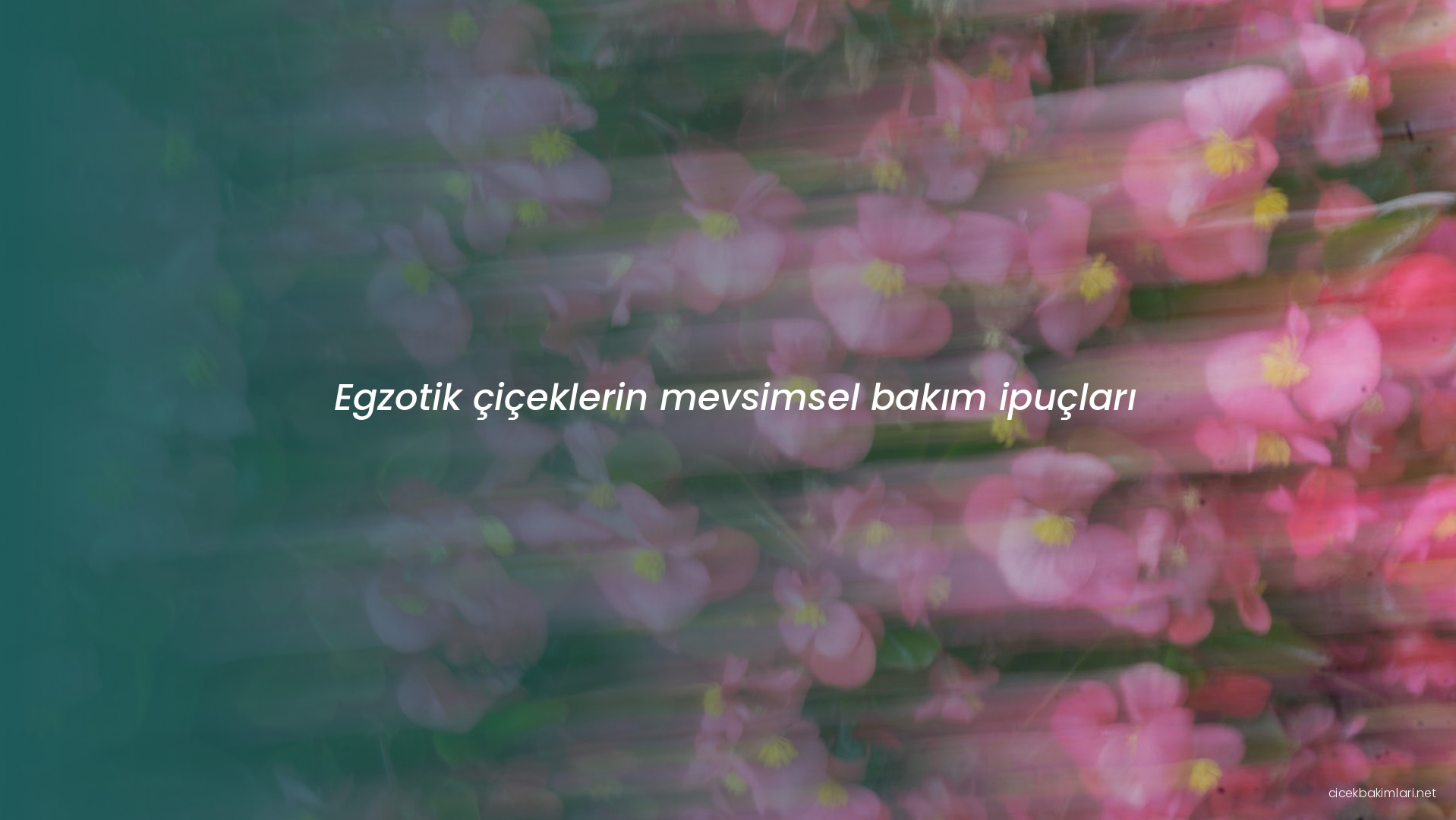 Egzotik çiçeklerin mevsimsel bakım ipuçları