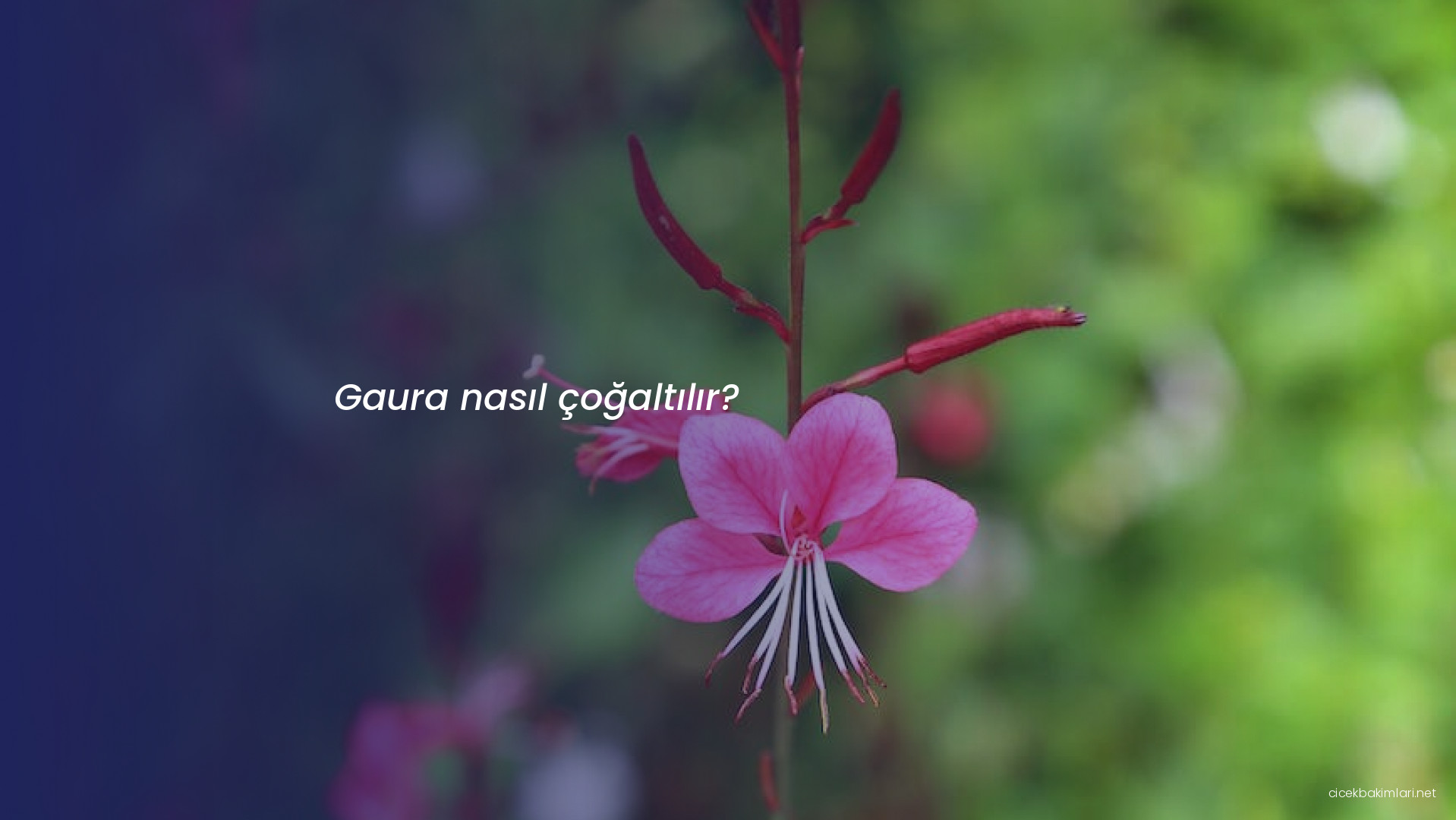Gaura nasıl çoğaltılır?