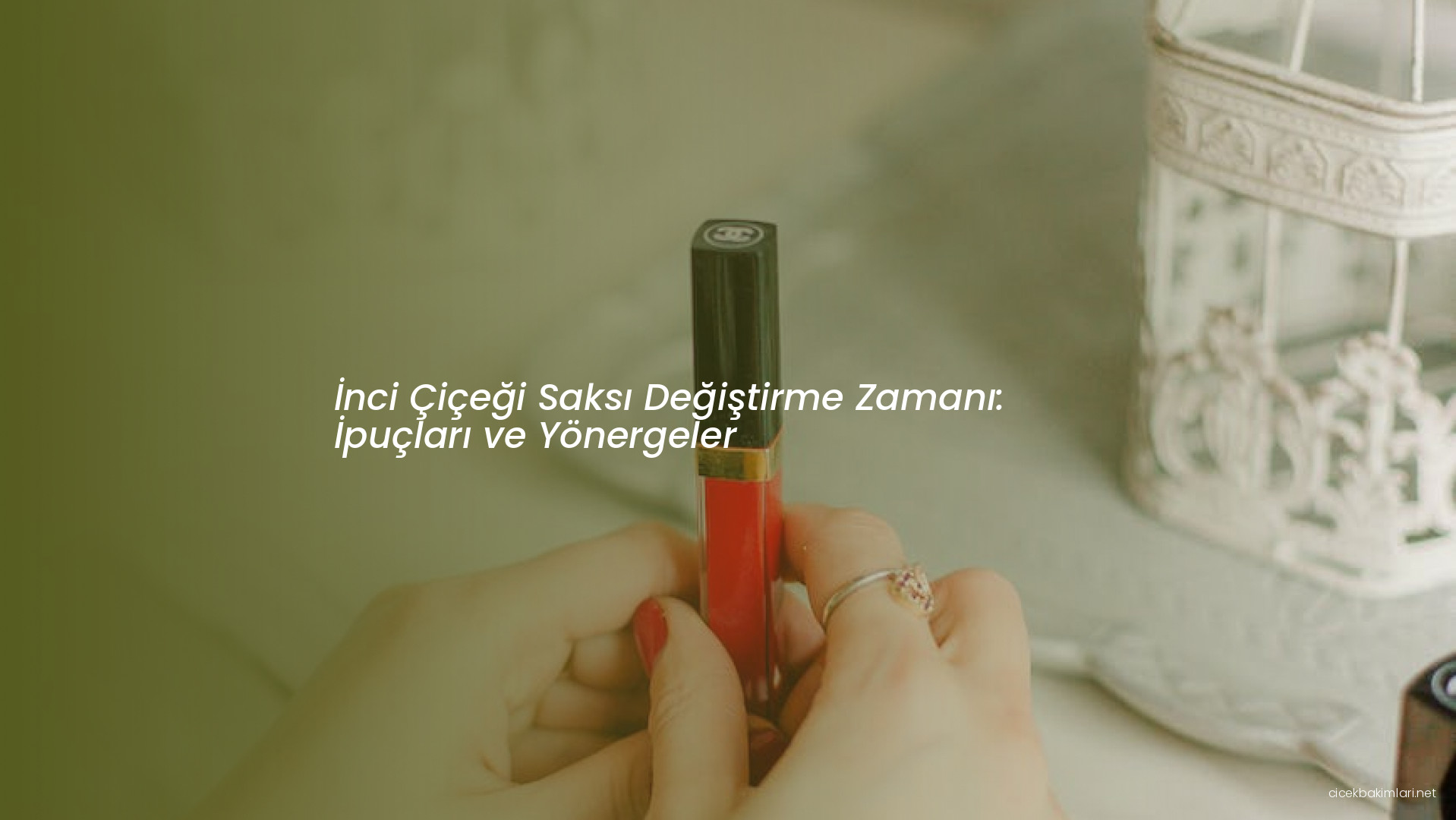 İnci Çiçeği Saksı Değiştirme Zamanı: İpuçları ve Yönergeler