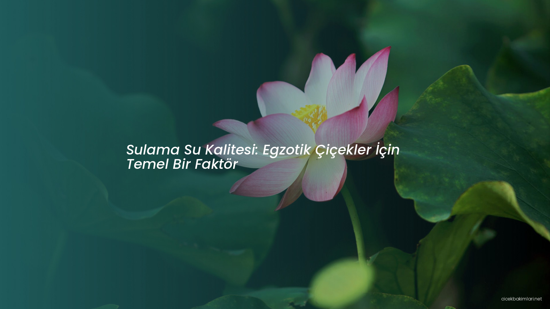 Sulama Su Kalitesi: Egzotik Çiçekler İçin Temel Bir Faktör