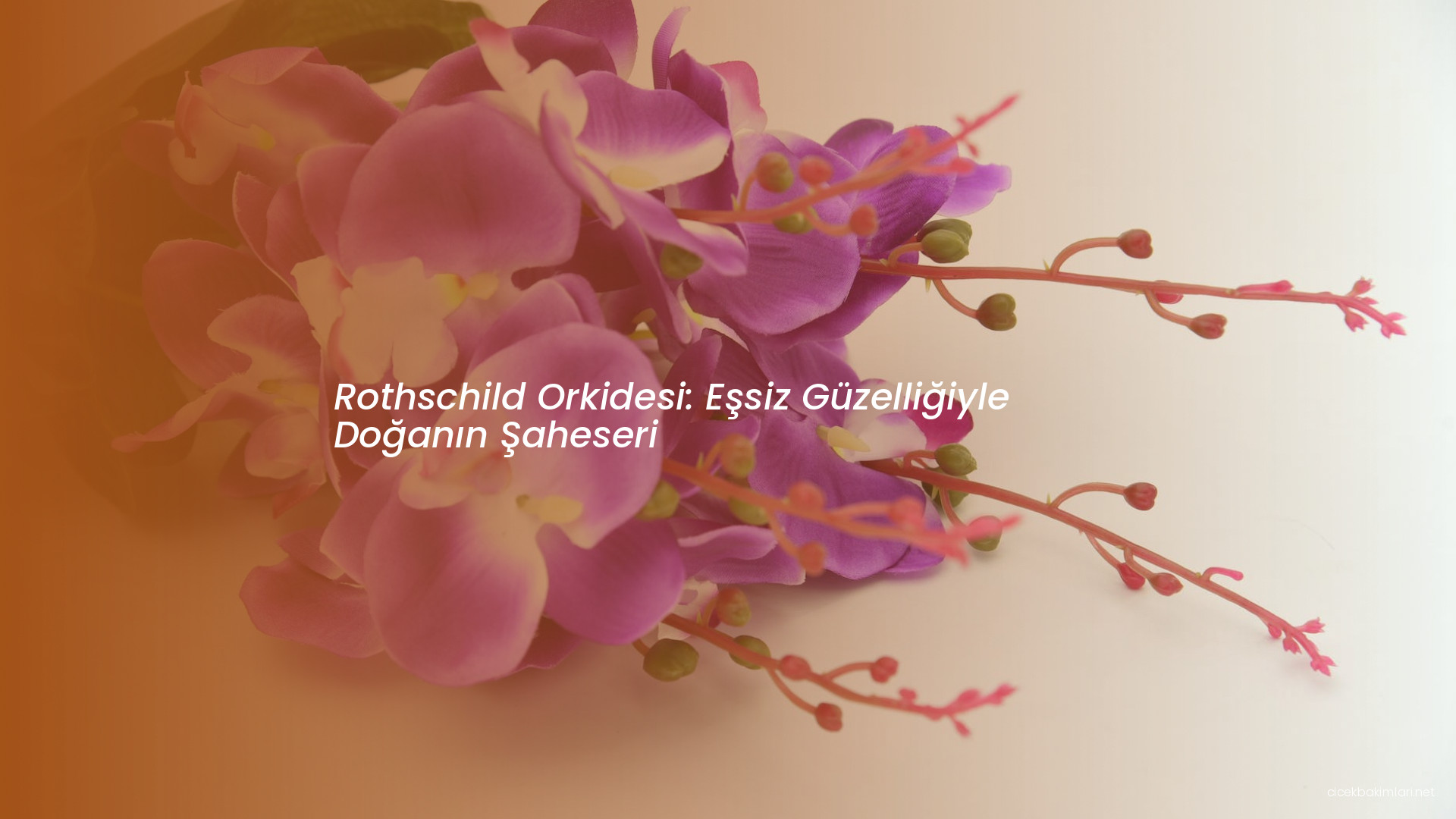 Rothschild Orkidesi: Eşsiz Güzelliğiyle Doğanın Şaheseri