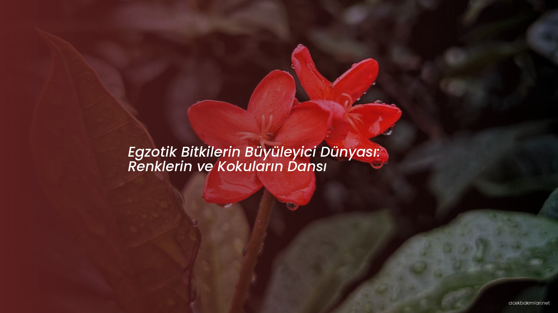 Egzotik Bitkilerin Büyüleyici Dünyası: Renklerin ve Kokuların Dansı