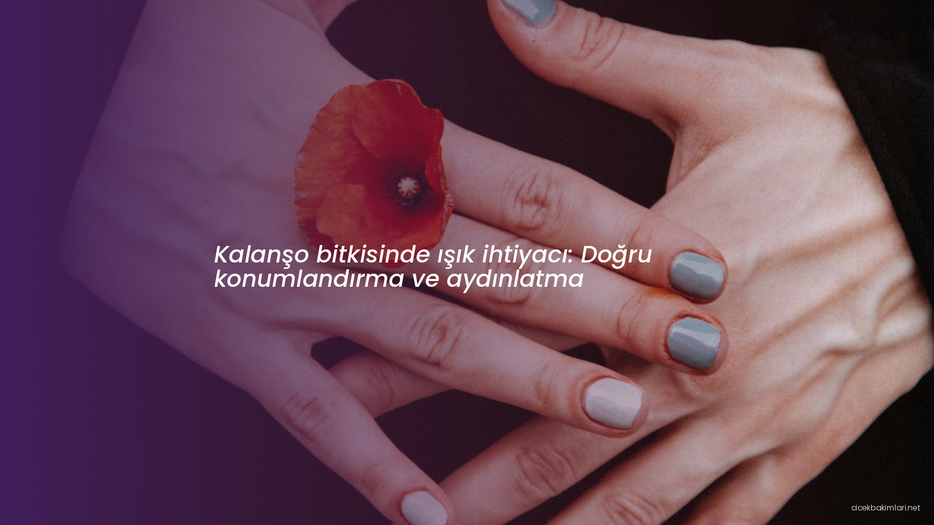 Kalanşo bitkisinde ışık ihtiyacı: Doğru konumlandırma ve aydınlatma