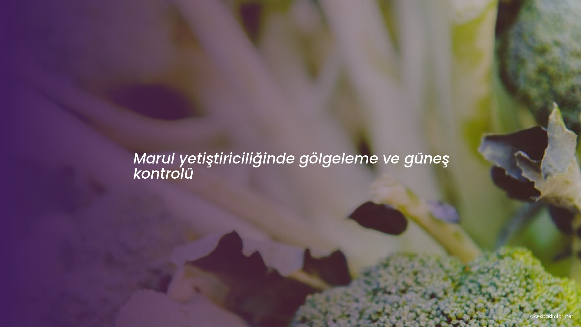 Marul yetiştiriciliğinde gölgeleme ve güneş kontrolü