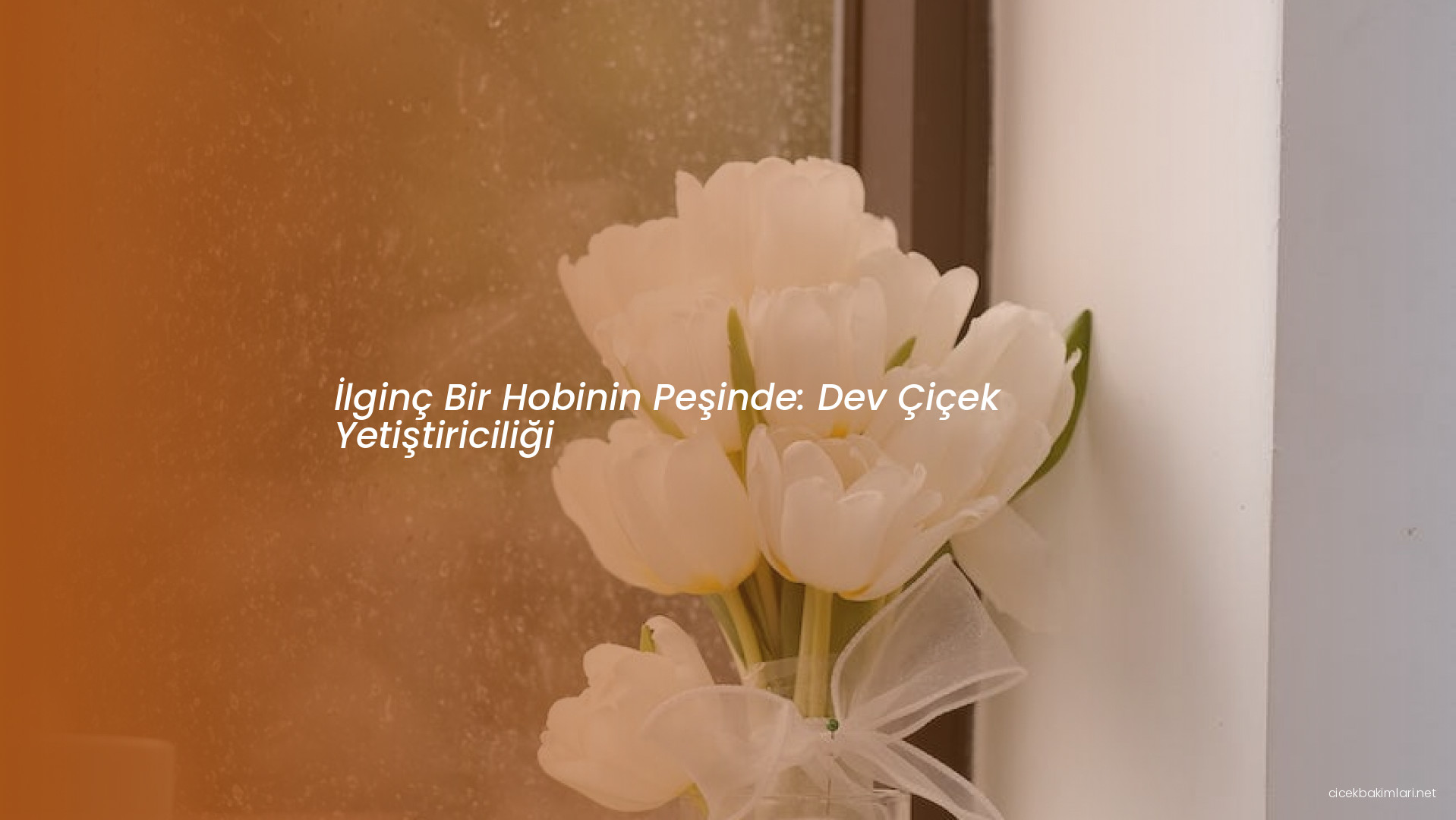 İlginç Bir Hobinin Peşinde: Dev Çiçek Yetiştiriciliği