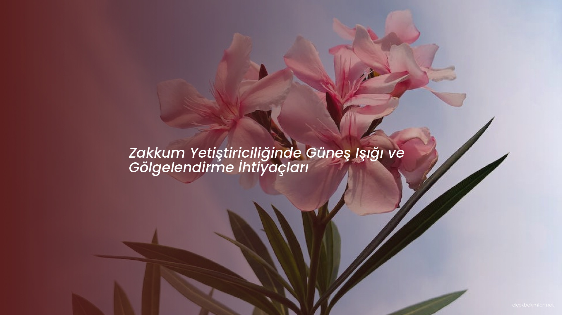 Zakkum Yetiştiriciliğinde Güneş Işığı ve Gölgelendirme İhtiyaçları