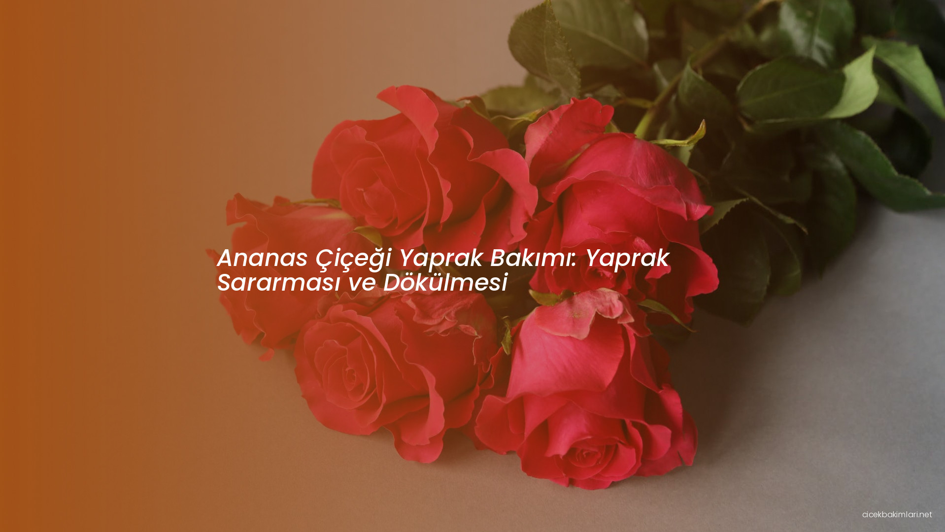 Ananas Çiçeği Yaprak Bakımı: Yaprak Sararması ve Dökülmesi