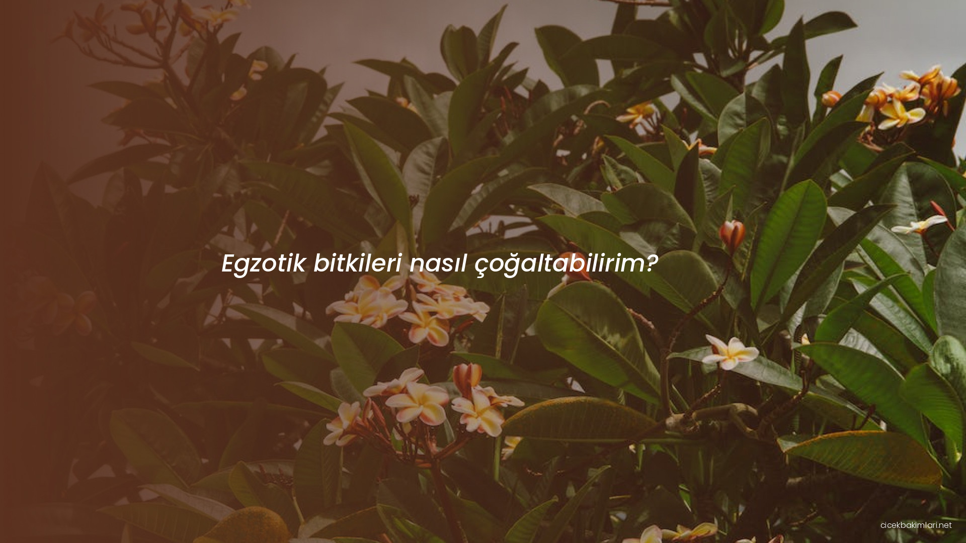 Egzotik bitkileri nasıl çoğaltabilirim?