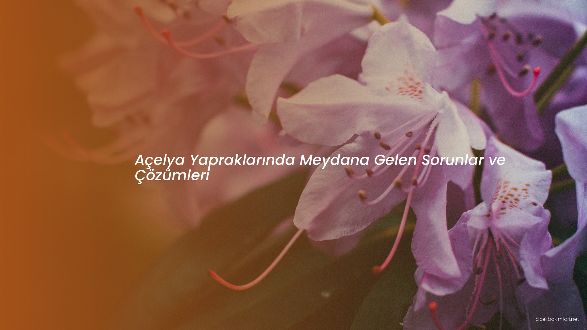 Açelya Yapraklarında Meydana Gelen Sorunlar ve Çözümleri