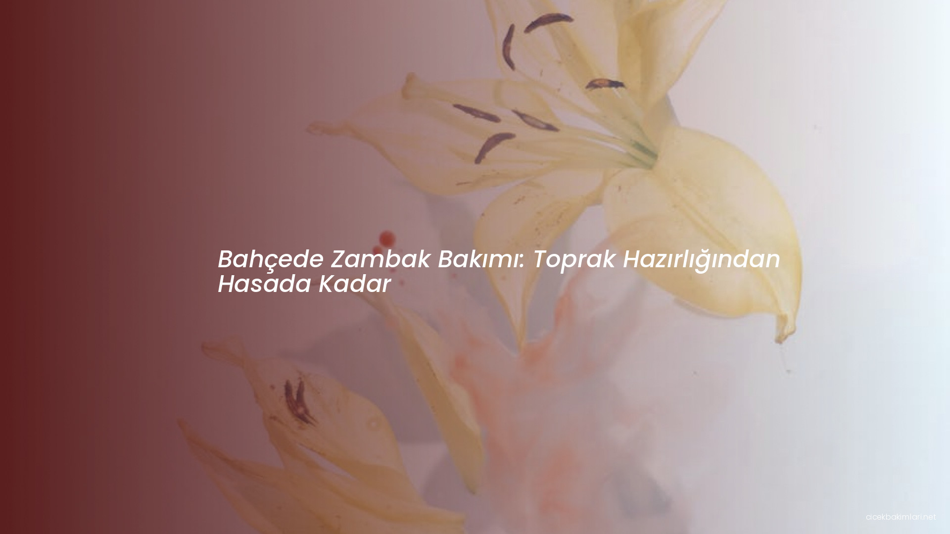 Bahçede Zambak Bakımı: Toprak Hazırlığından Hasada Kadar