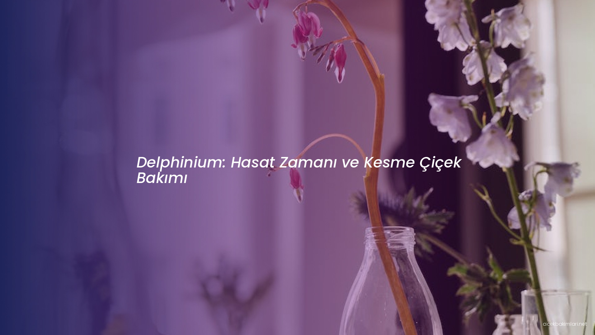 Delphinium: Hasat Zamanı ve Kesme Çiçek Bakımı