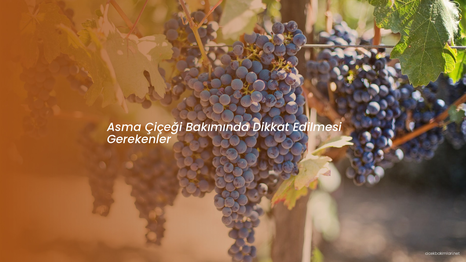 Asma Çiçeği Bakımında Dikkat Edilmesi Gerekenler