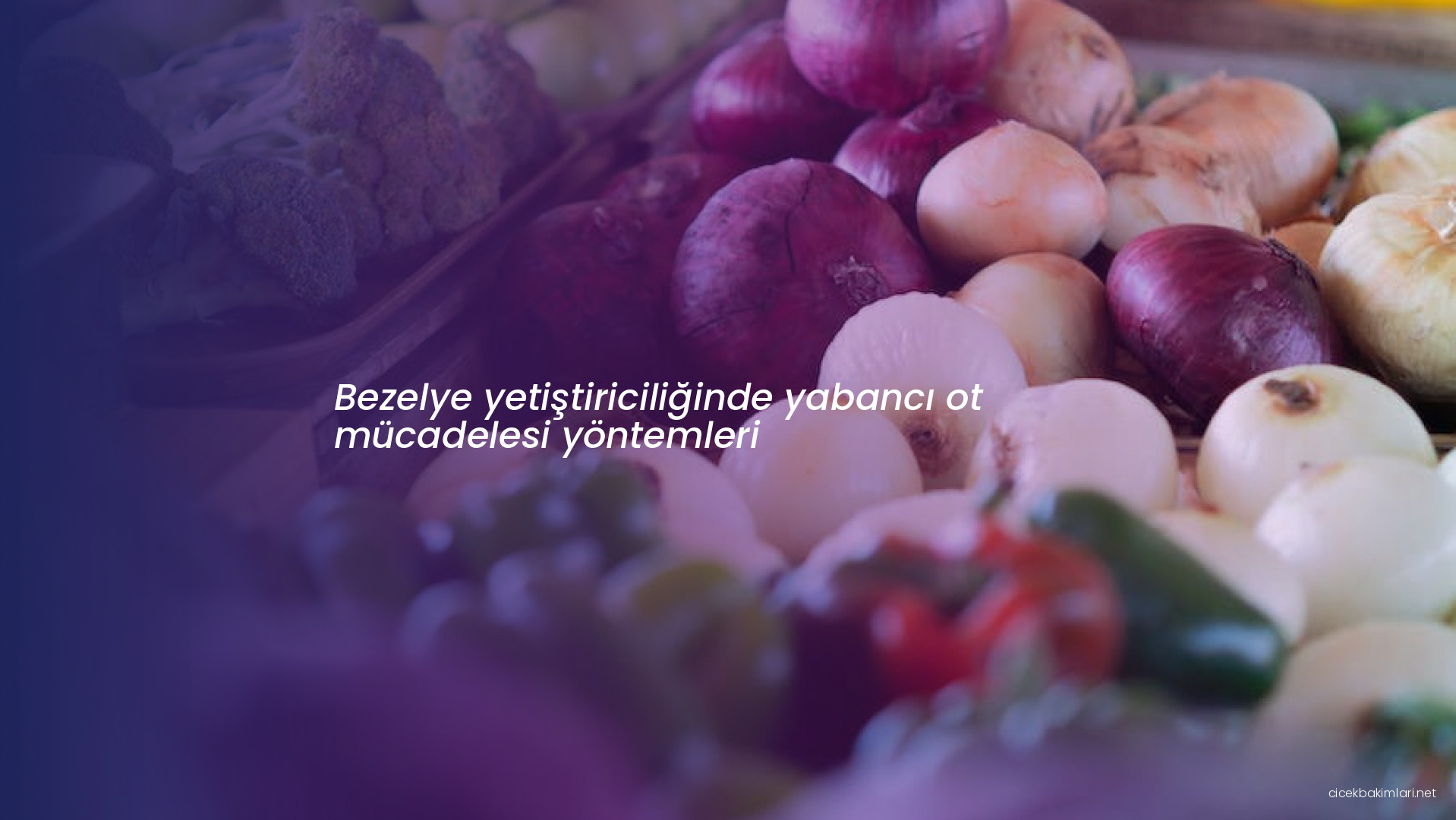 Bezelye yetiştiriciliğinde yabancı ot mücadelesi yöntemleri