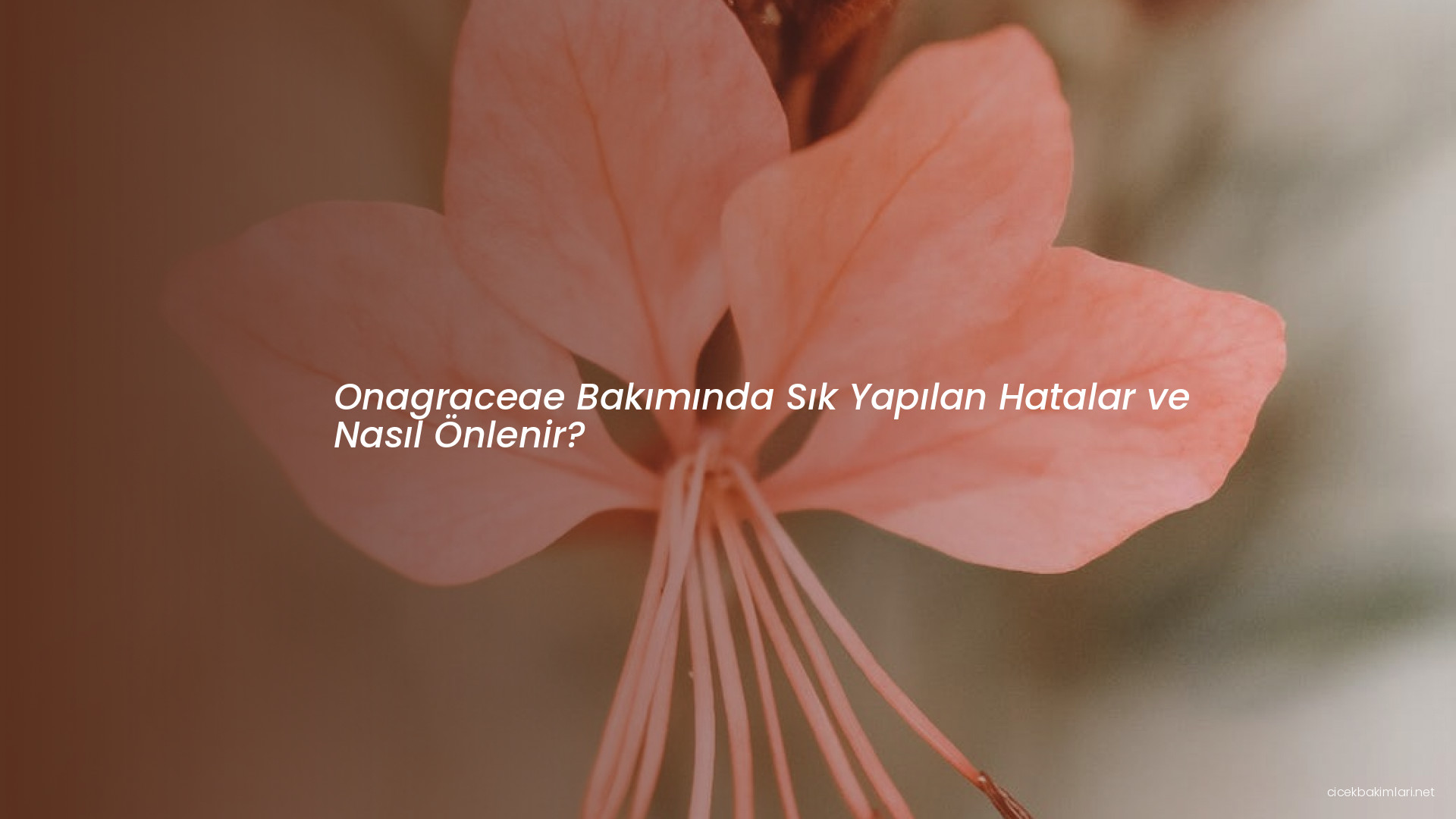 Onagraceae Bakımında Sık Yapılan Hatalar ve Nasıl Önlenir?