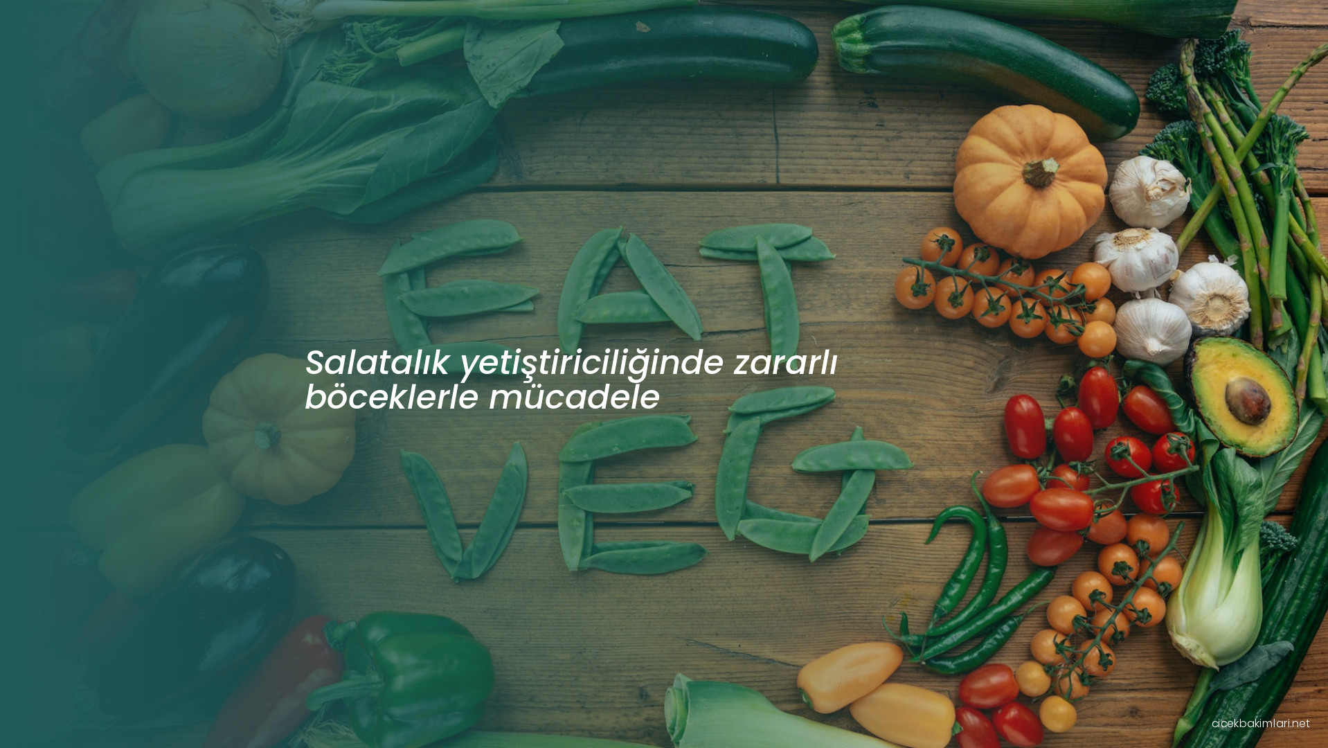 Salatalık yetiştiriciliğinde zararlı böceklerle mücadele