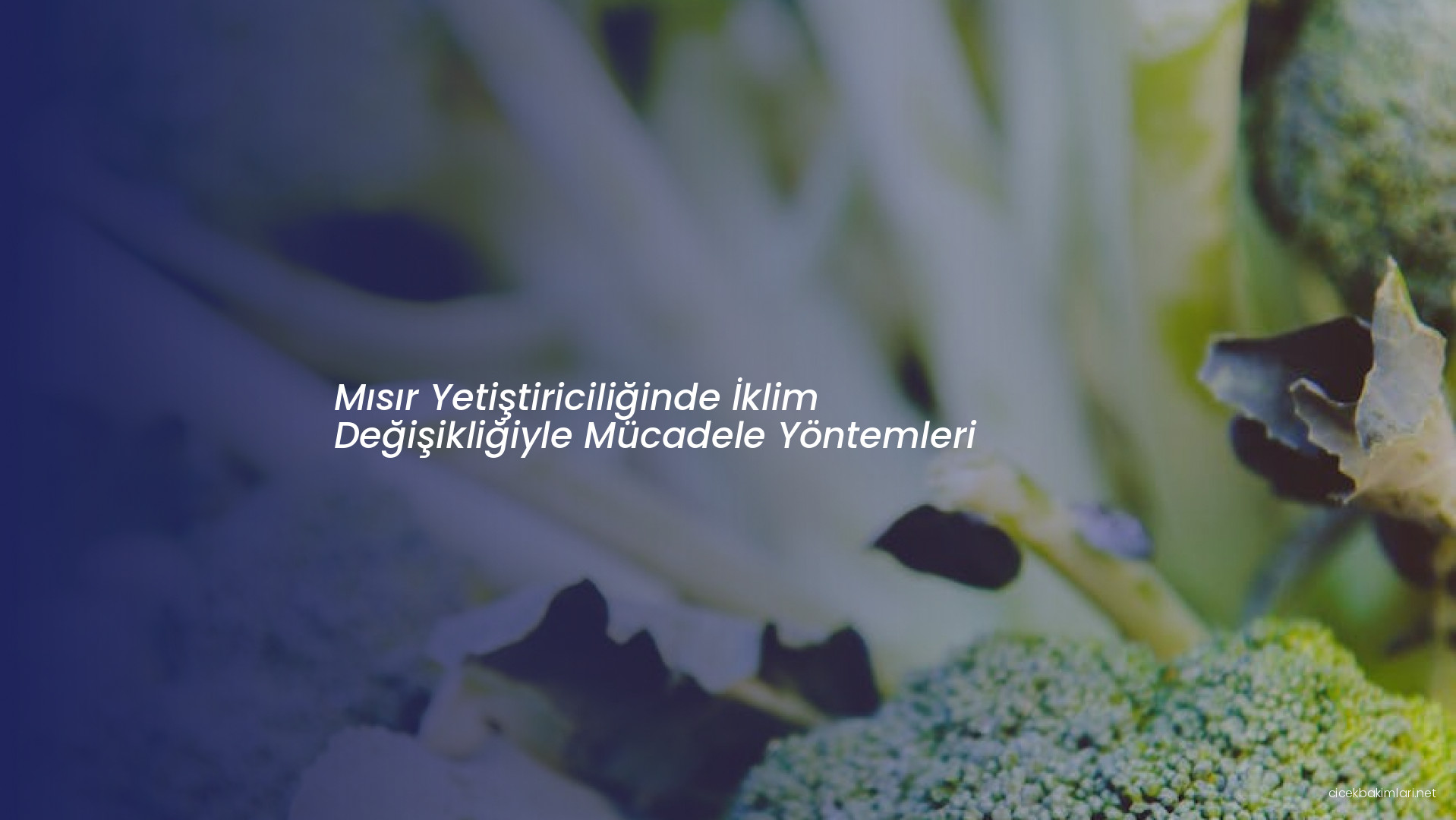 Mısır Yetiştiriciliğinde İklim Değişikliğiyle Mücadele Yöntemleri