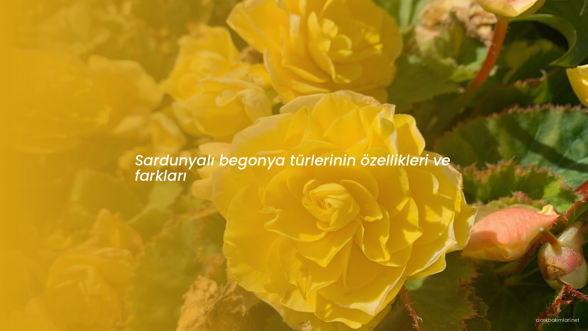 Sardunyalı begonya türlerinin özellikleri ve farkları